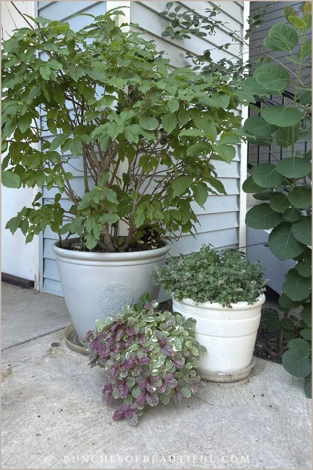 Three perennial shade plants growing in containers on a shaded porch, including a large potted shrub, trailing ajuga, and a compact gray green plant.