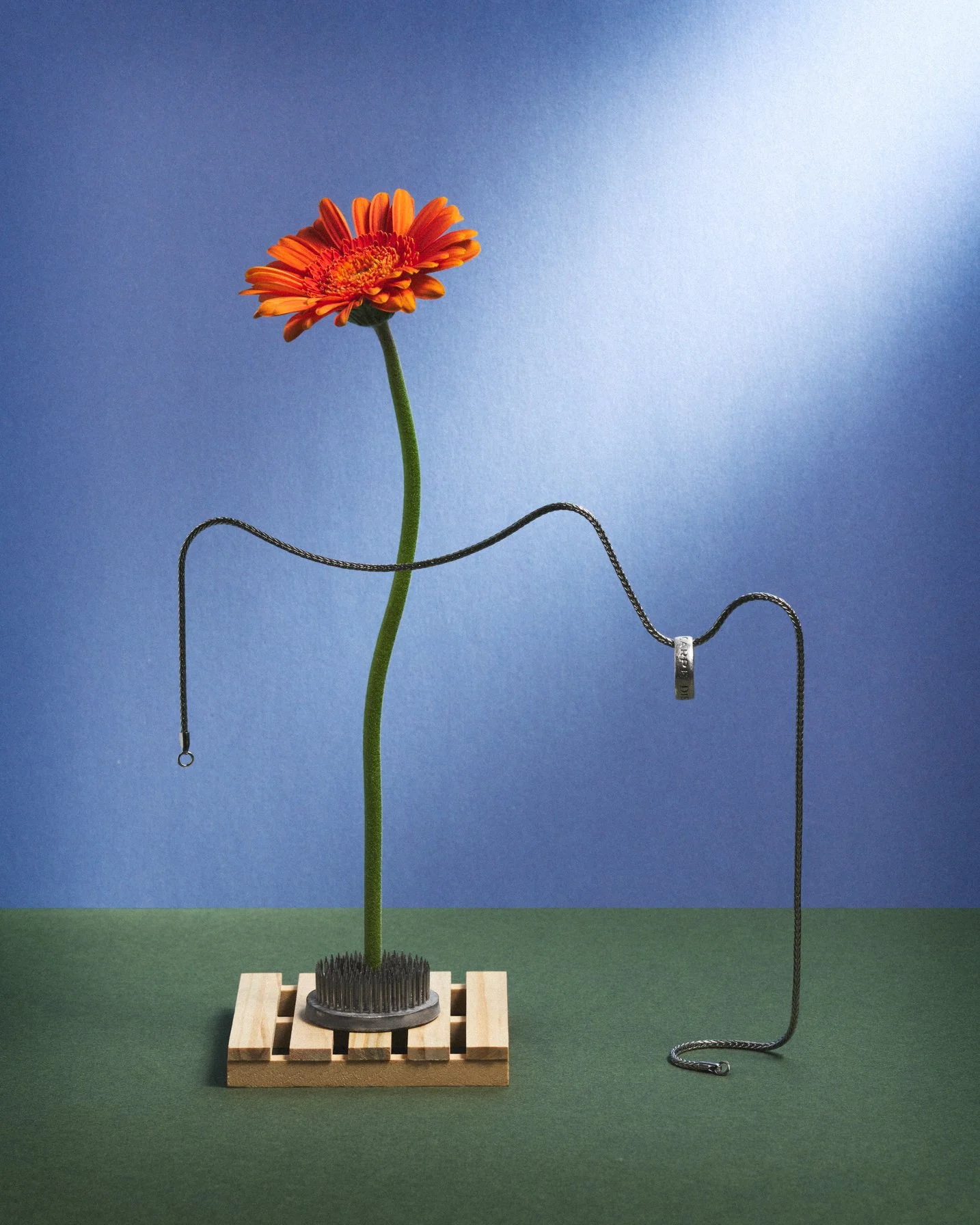Gerbera © 2026 TEPHOTO.jpg