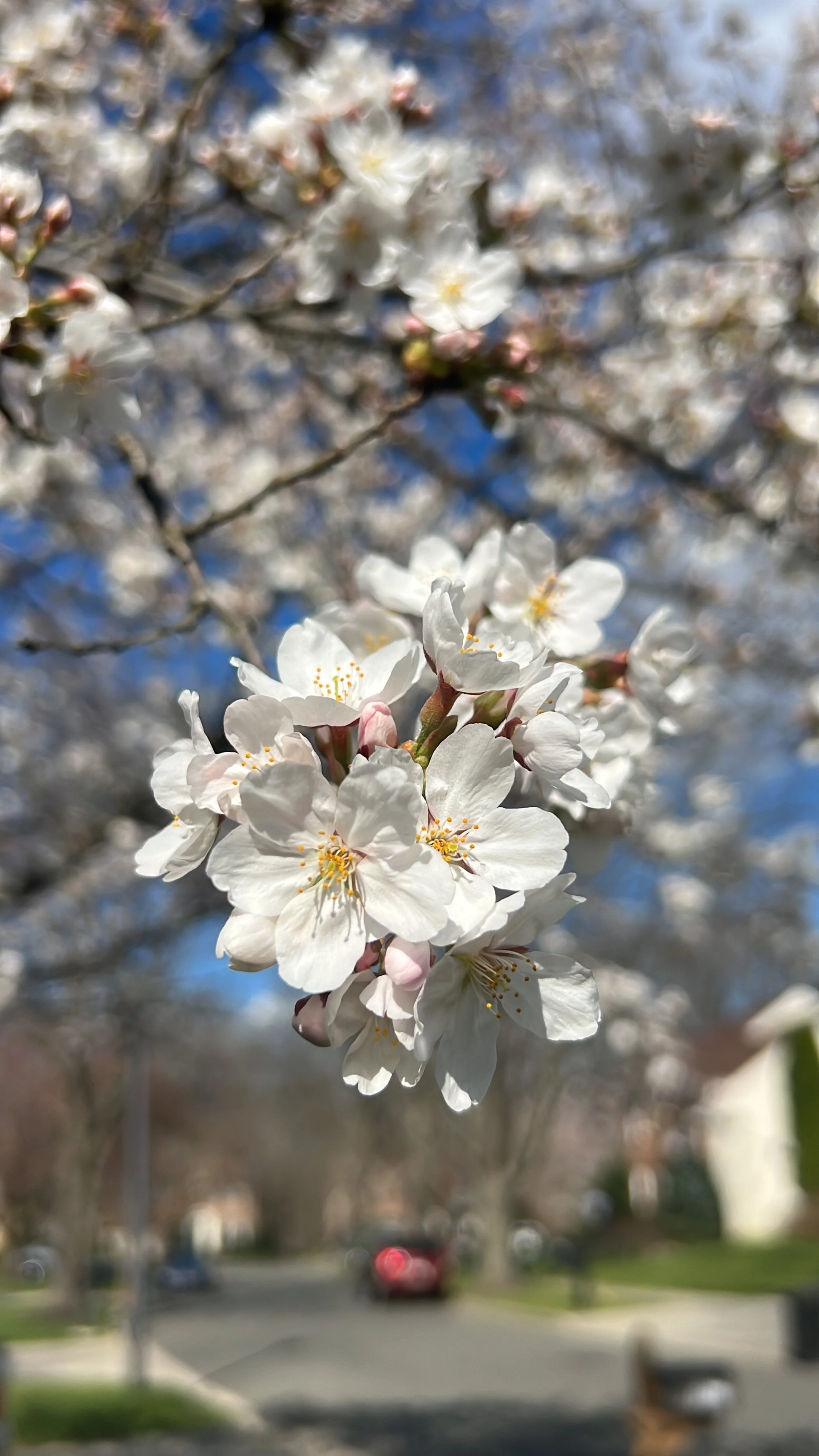 What Do the Cherry Blossoms Say