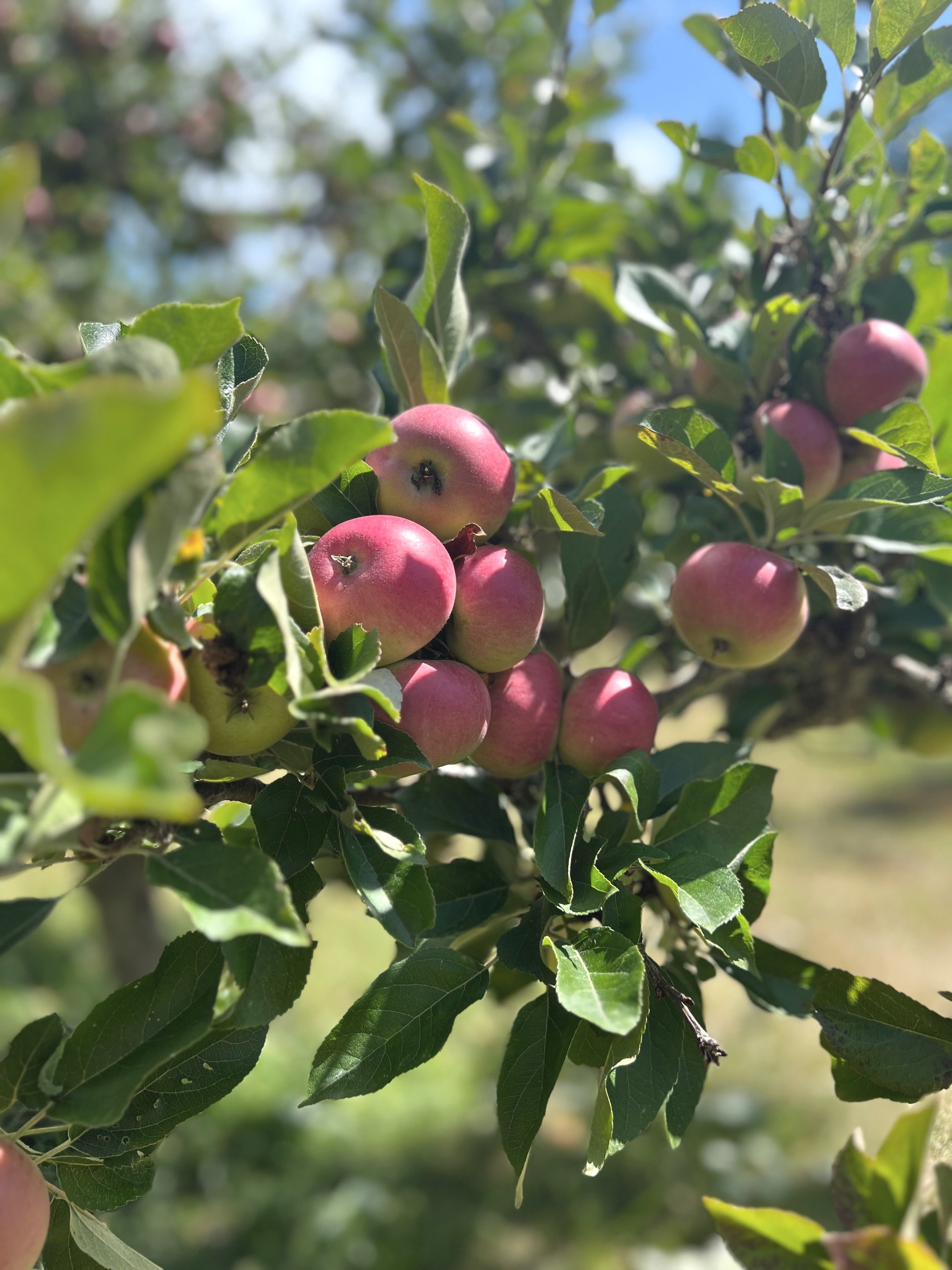 red apples on an apple tree