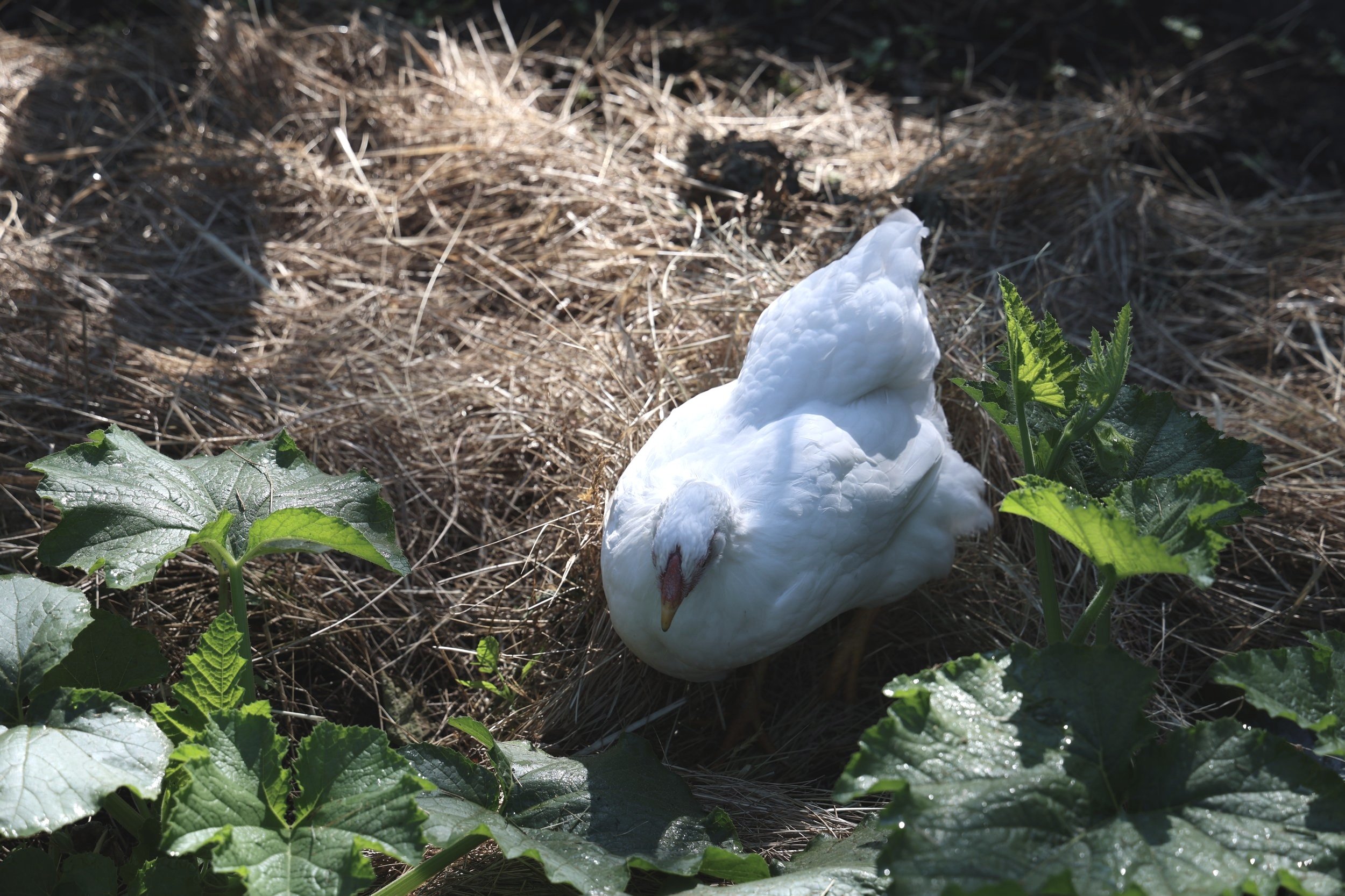 a chicken laying in the garden beds