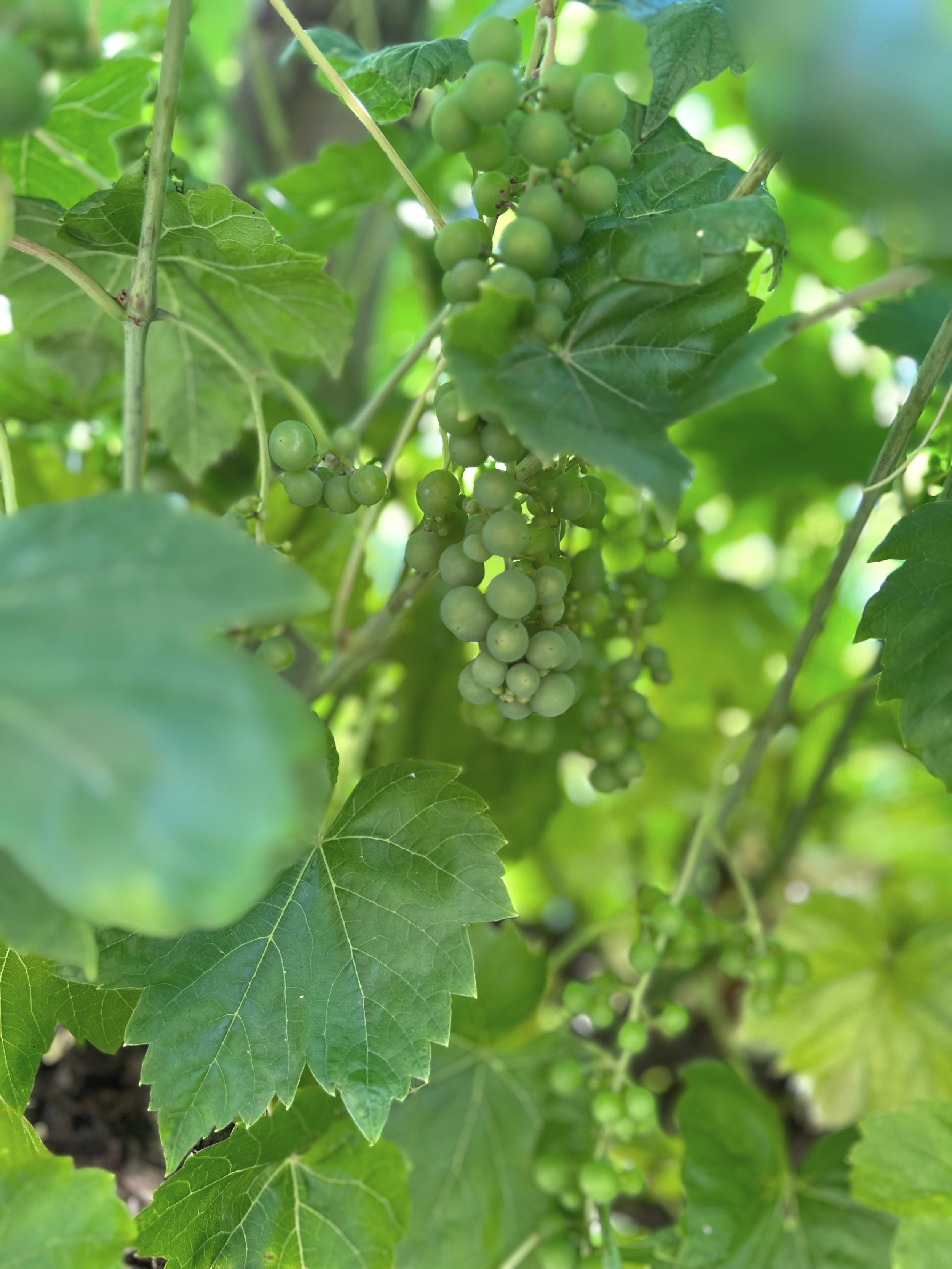 green grapes hanging from a vine in the orchard