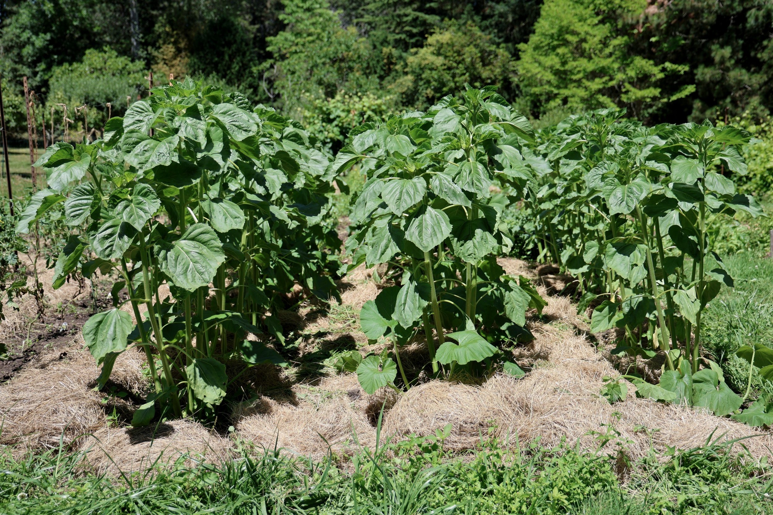 rows of tall plants in the garden