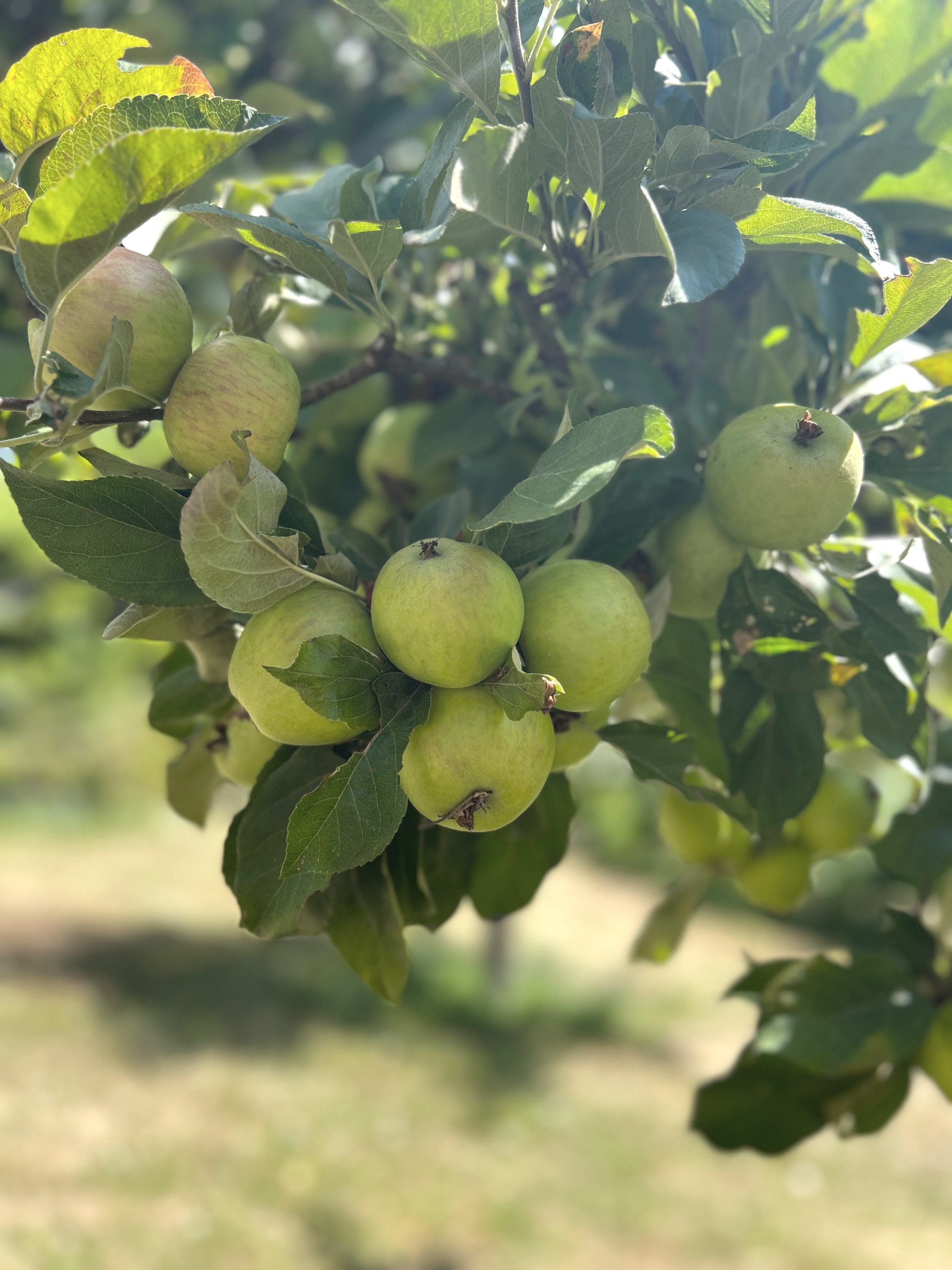 green apples on an apple tree