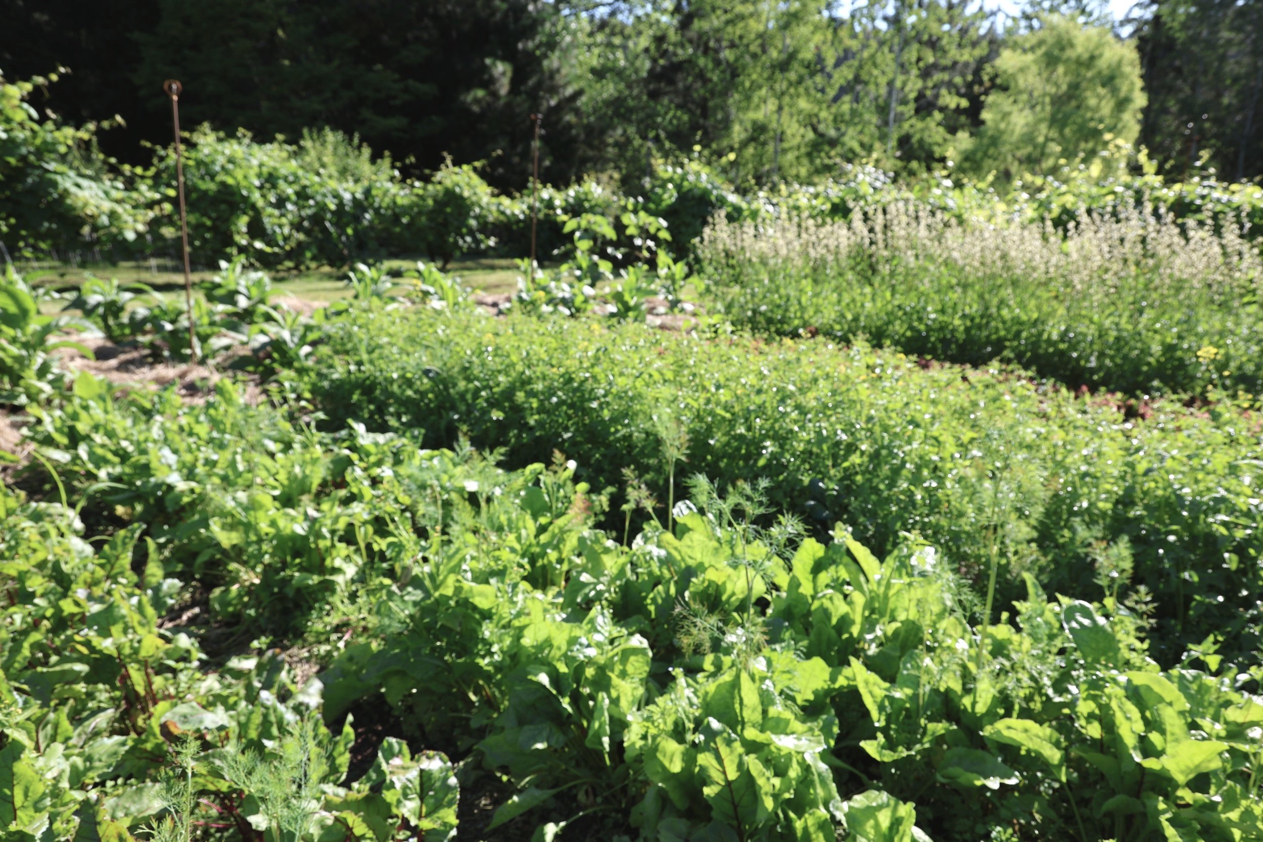 rows of leafy greens in the garden