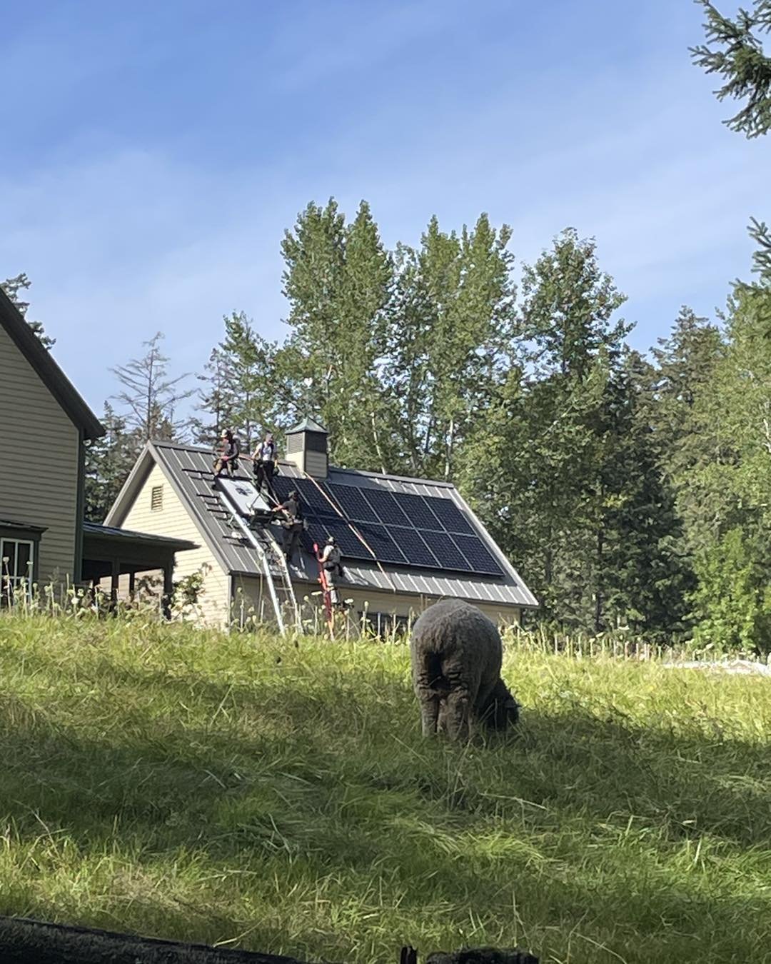 Solar panels starting to be installed. We are also busy picking fruit: apples, pears and plums.  #warmvalleyorchard #orcasisland