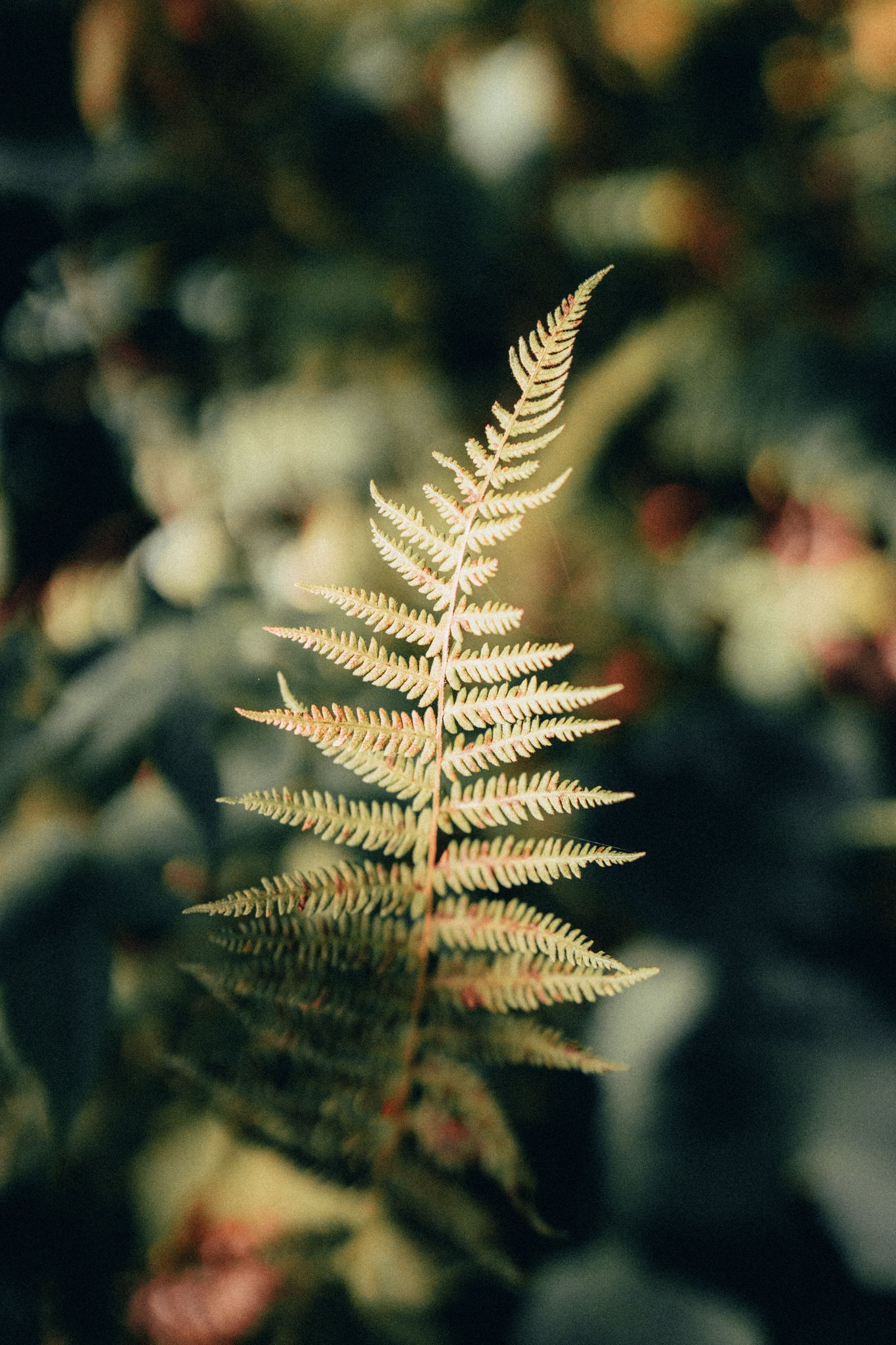 Natures Pose