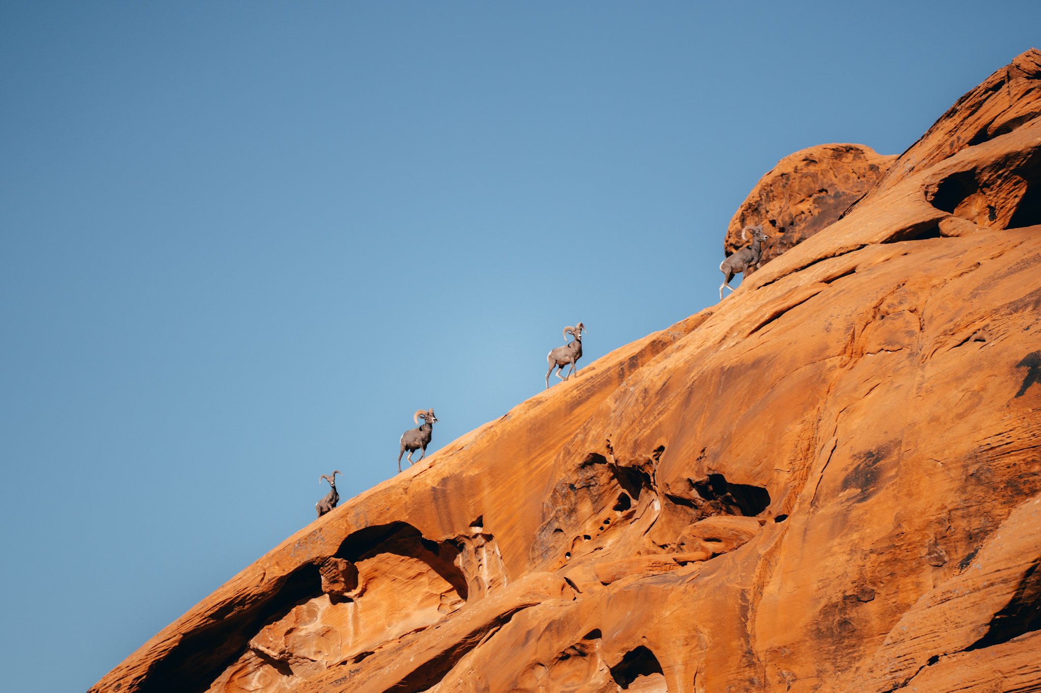 Valley of Fire Friends