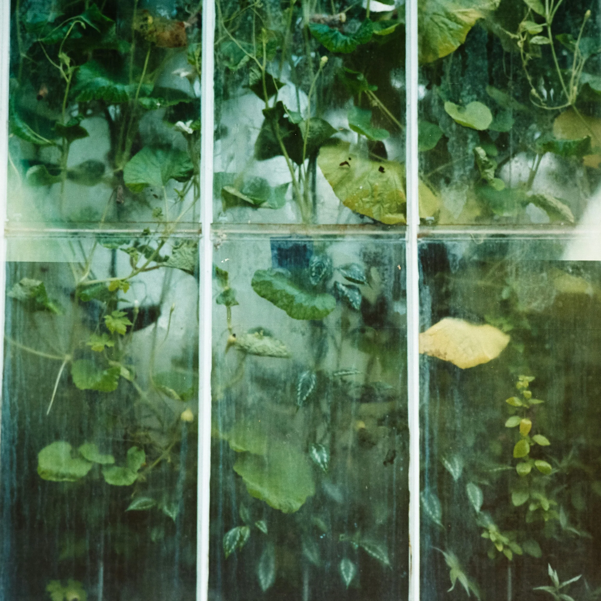 Green leafy plants growing inside a glass greenhouse with white framing.