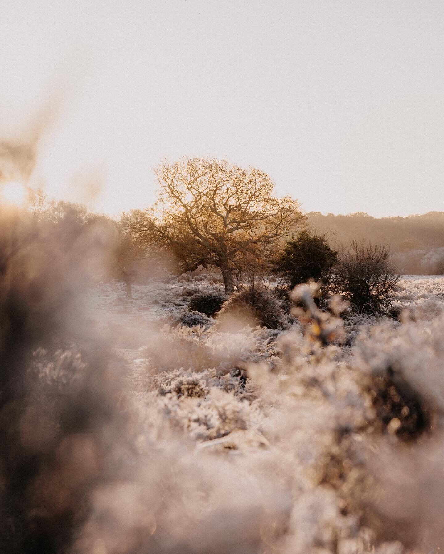 -5 degrees at Pig Bush
(and not a pig in sight)
#newforestnationalpark