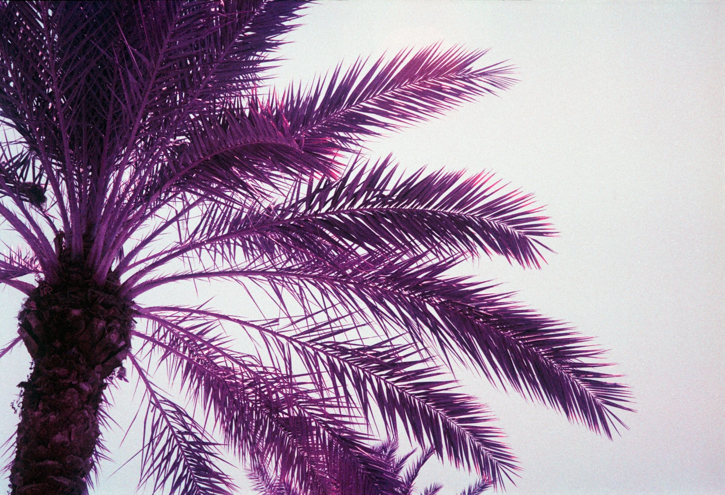 Lomography Lomochrome 100-400