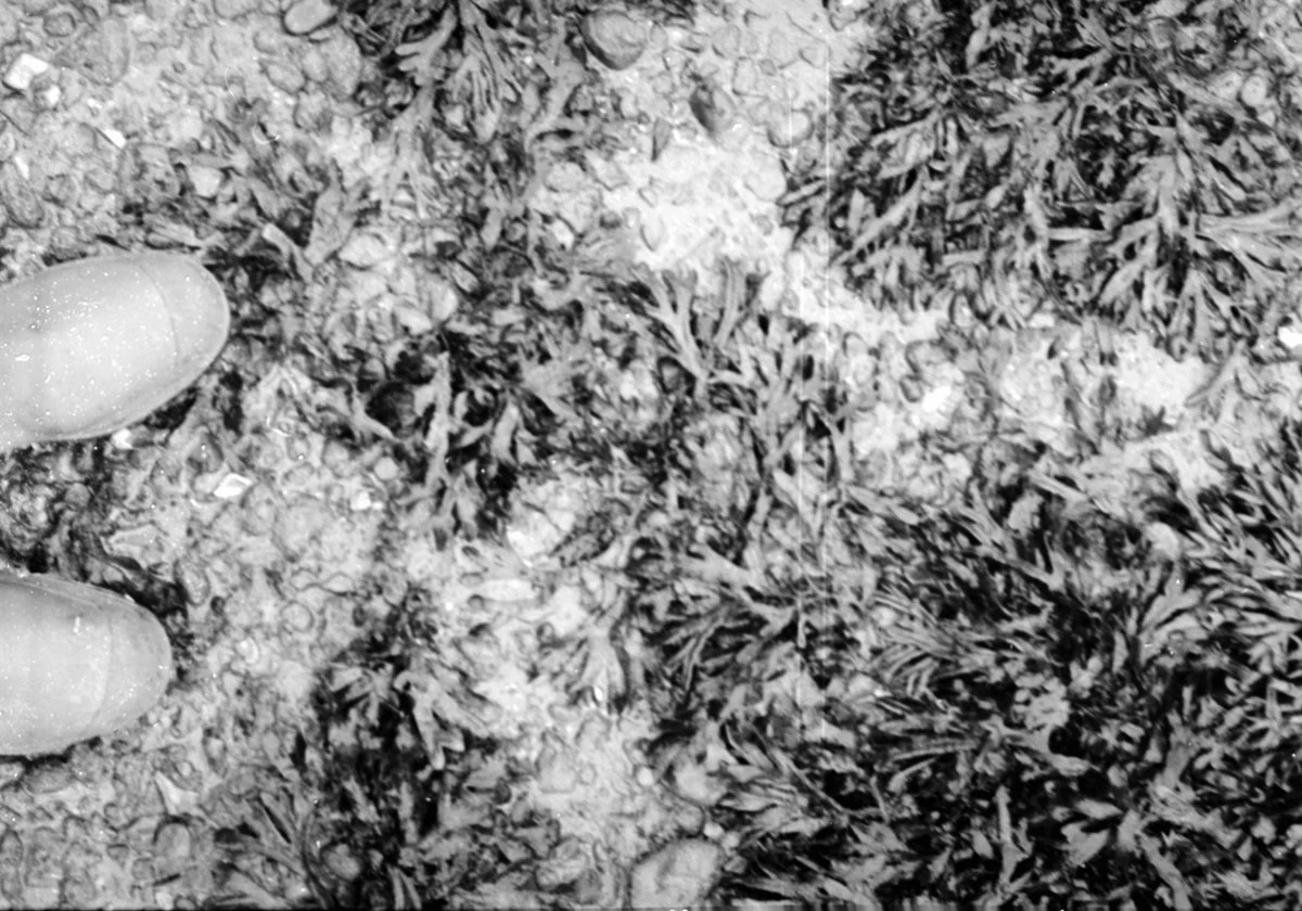 Ilford XP1 400 expired 1999