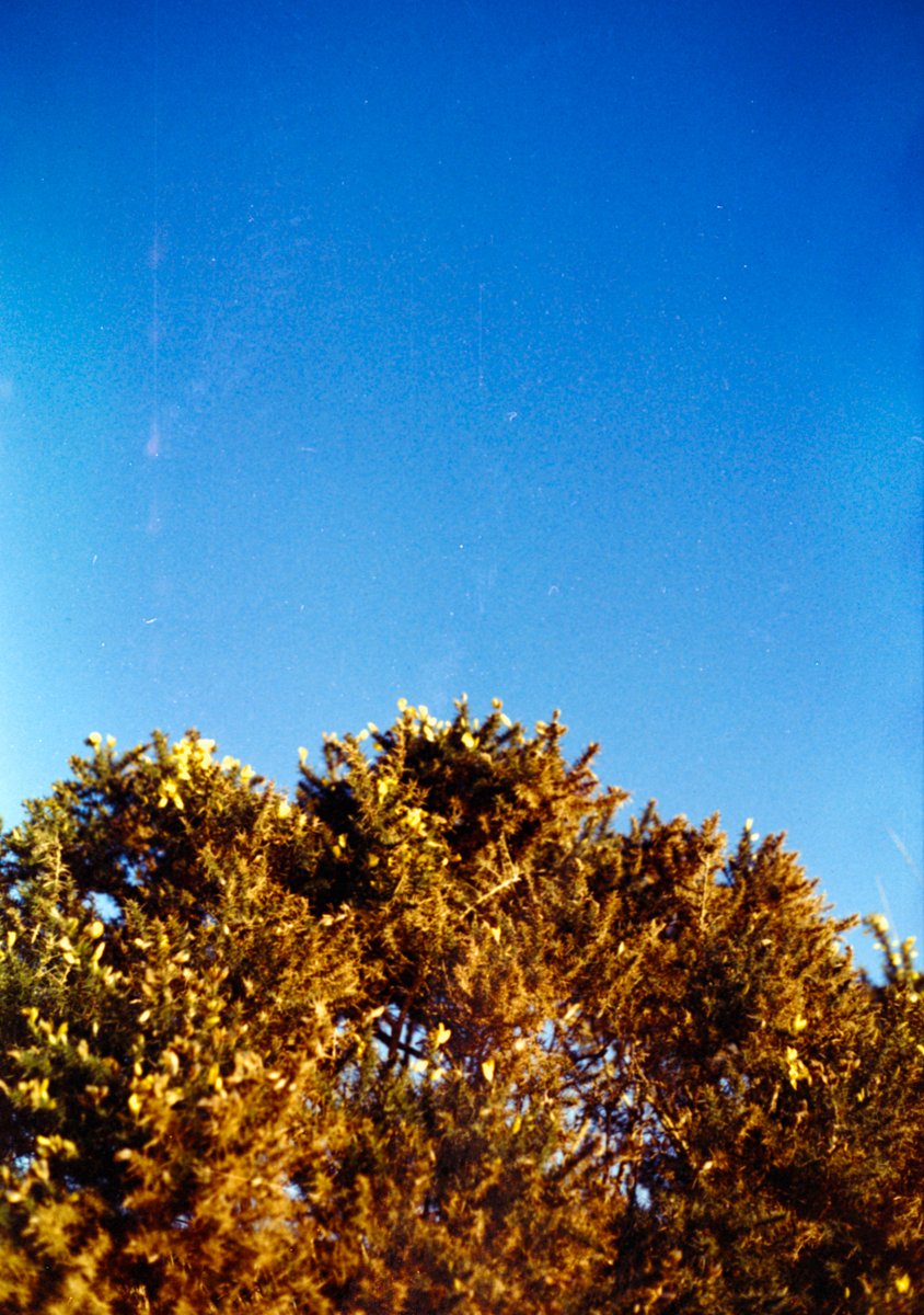 35mm color film photo using RETO Amber D100 film