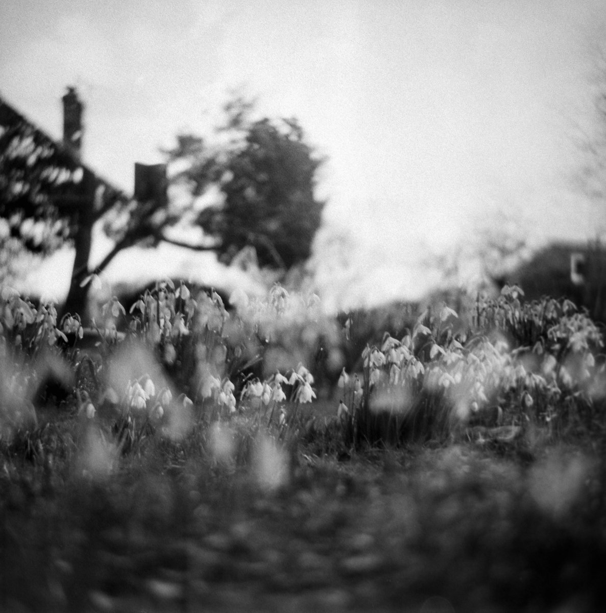 Lomography Potsdam 100