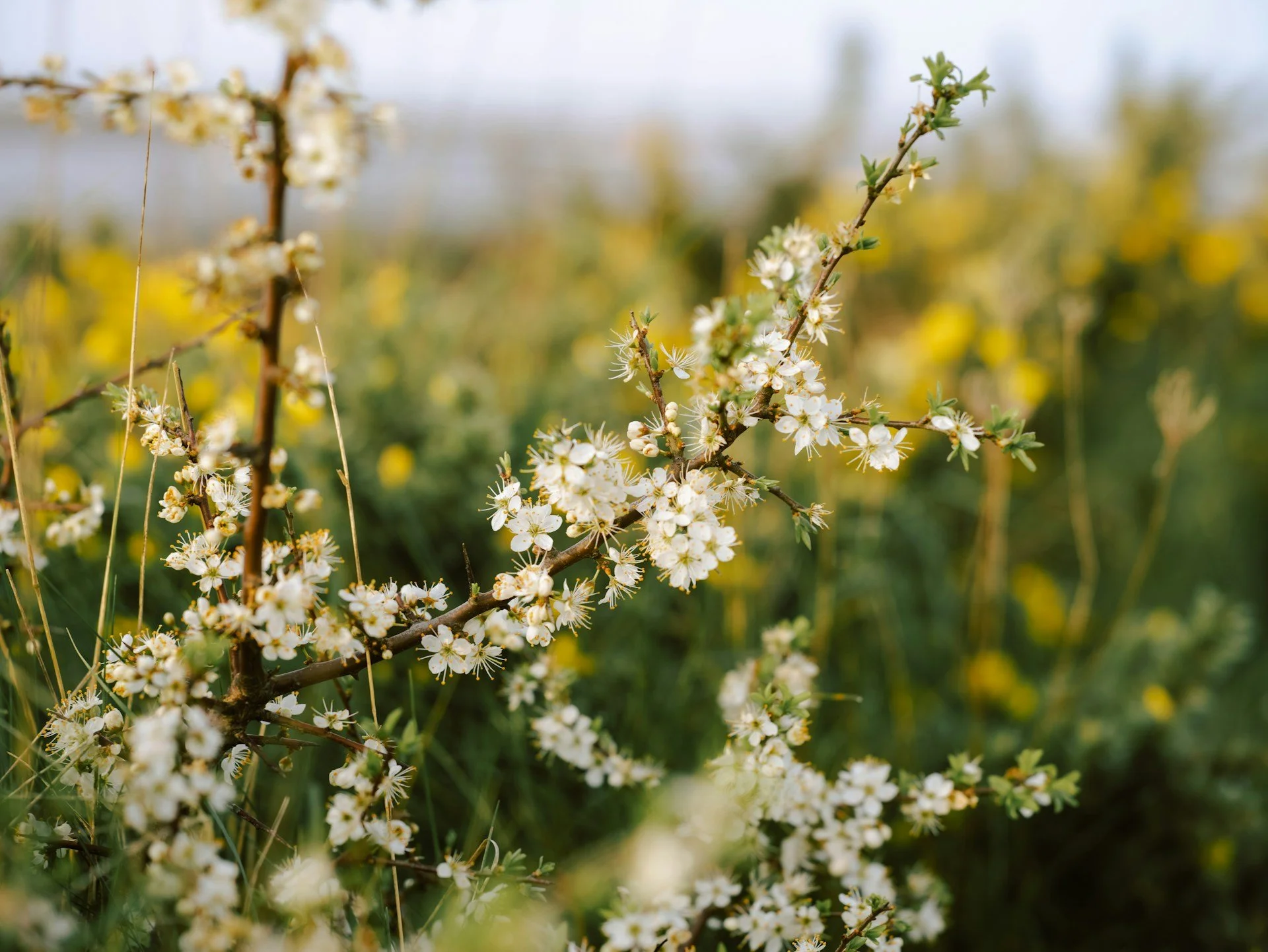Blossom in the hedgerow on the Sea Wall at Keyhaven