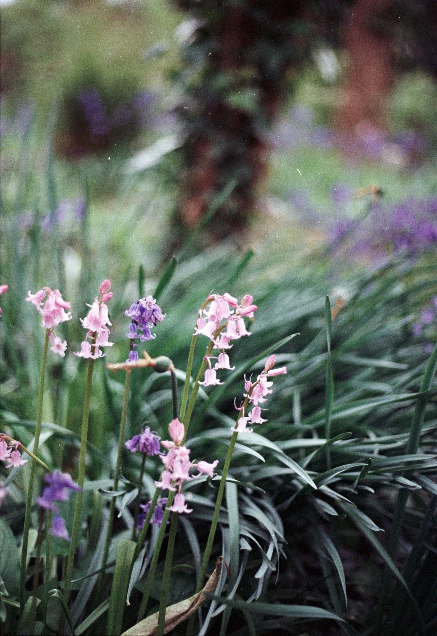 Slide Scan (247).jpg