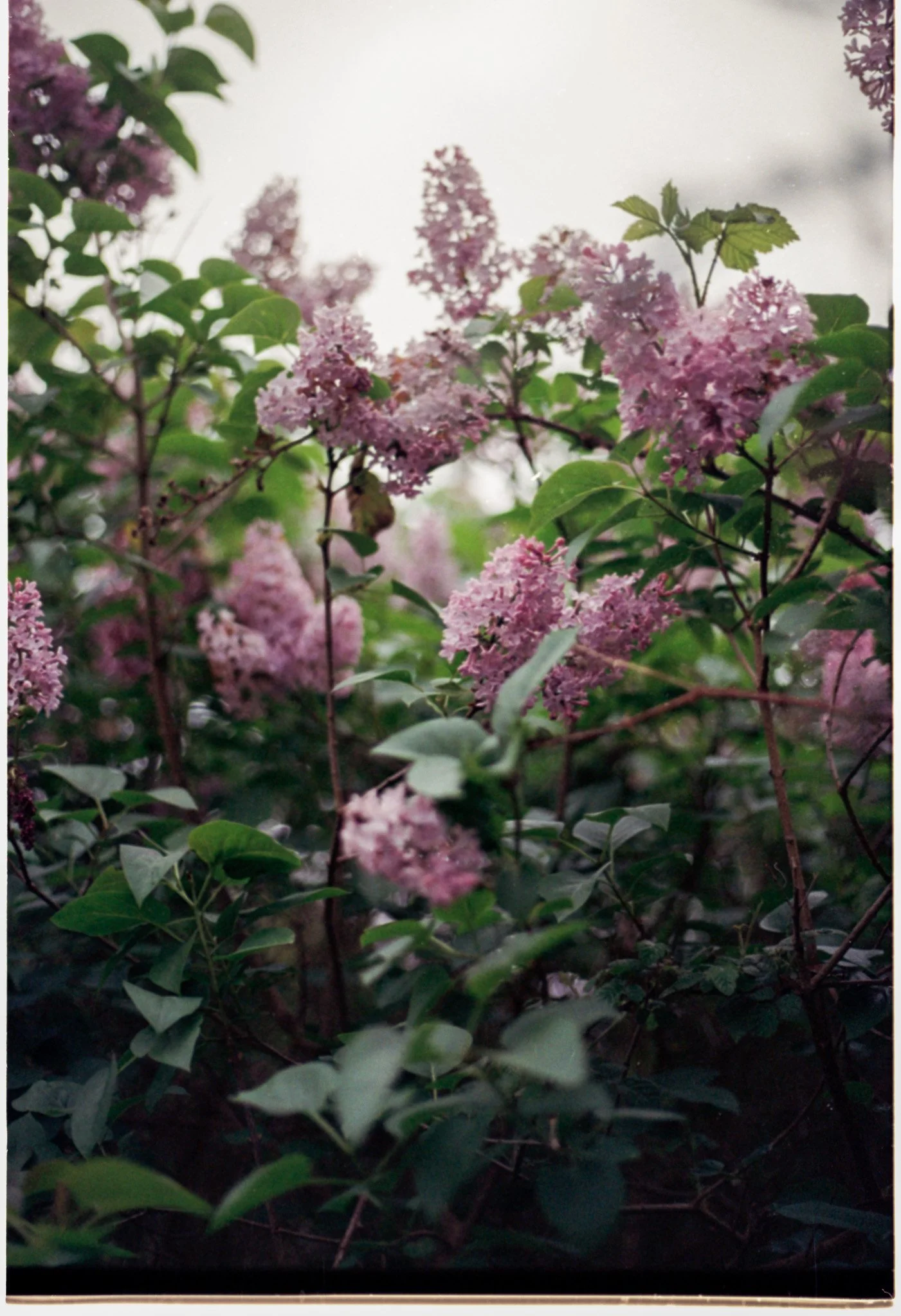 Slide Scan (228).jpg