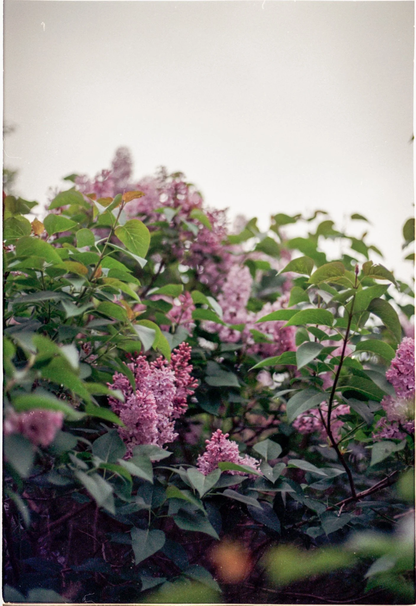 Slide Scan (226).jpg