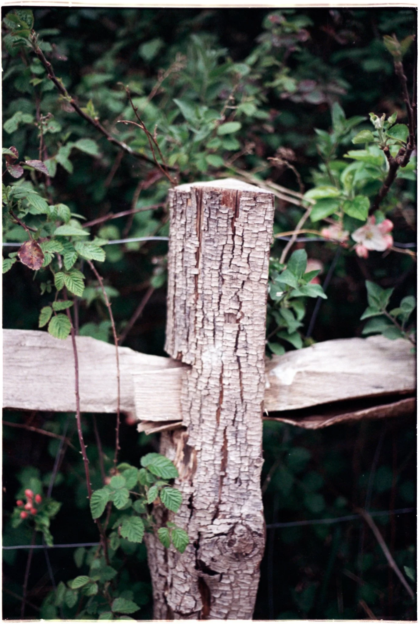 Slide Scan (231).jpg
