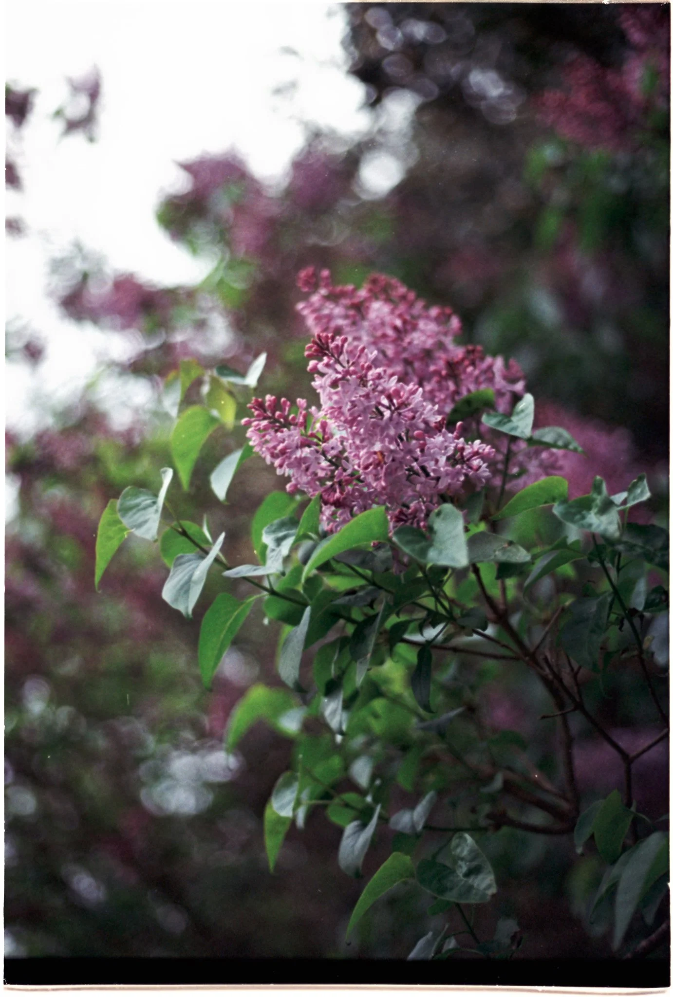 Slide Scan (237).jpg
