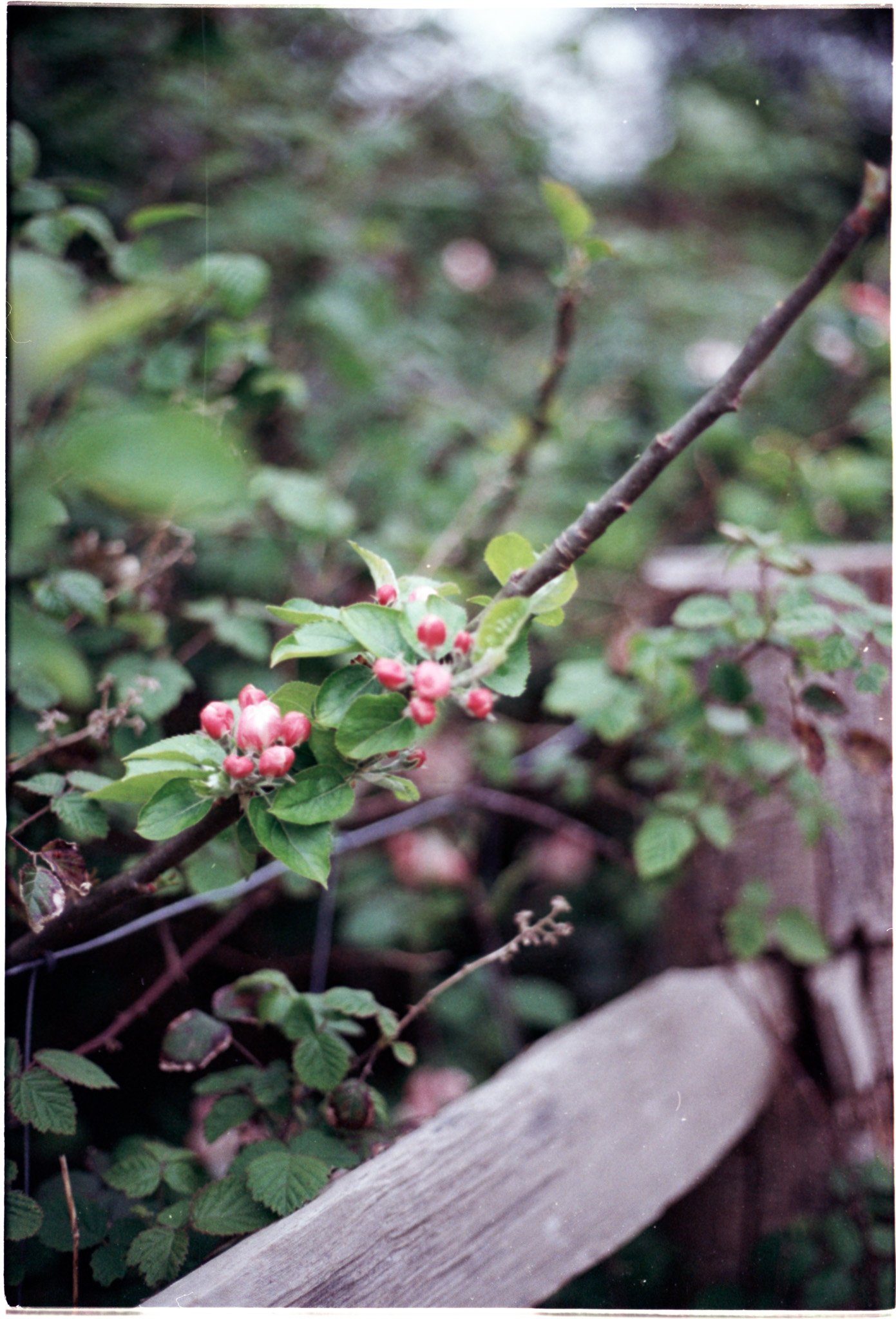 Slide Scan (230).jpg