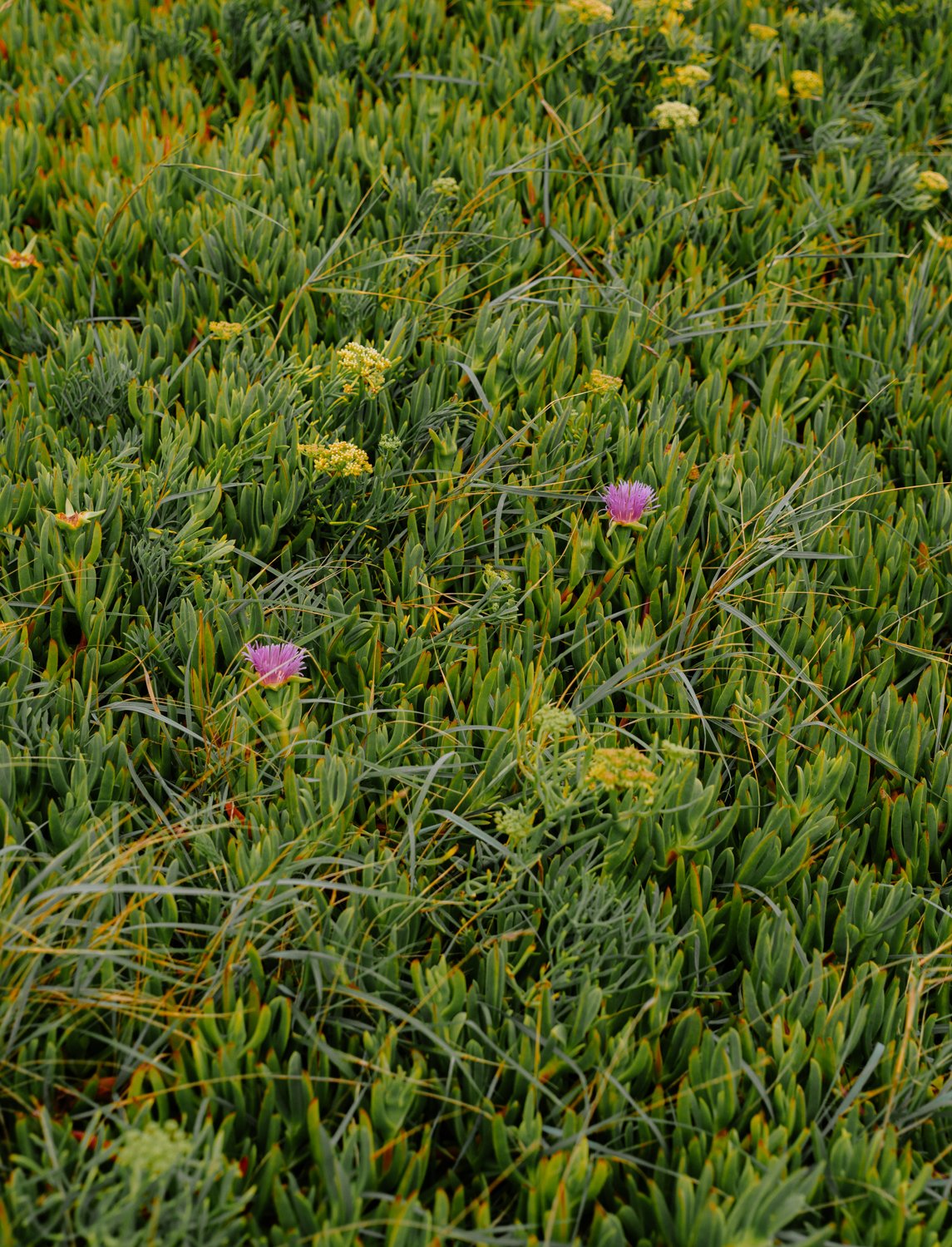 lepe with the pentax 645Z-46.jpg