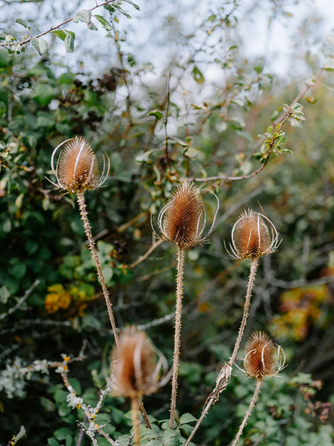lepe with the pentax 645Z-07.jpg