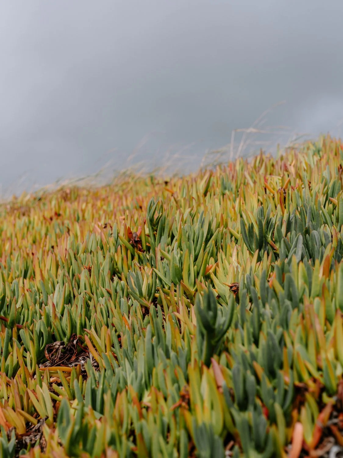 lepe with the pentax 645Z-58.jpg