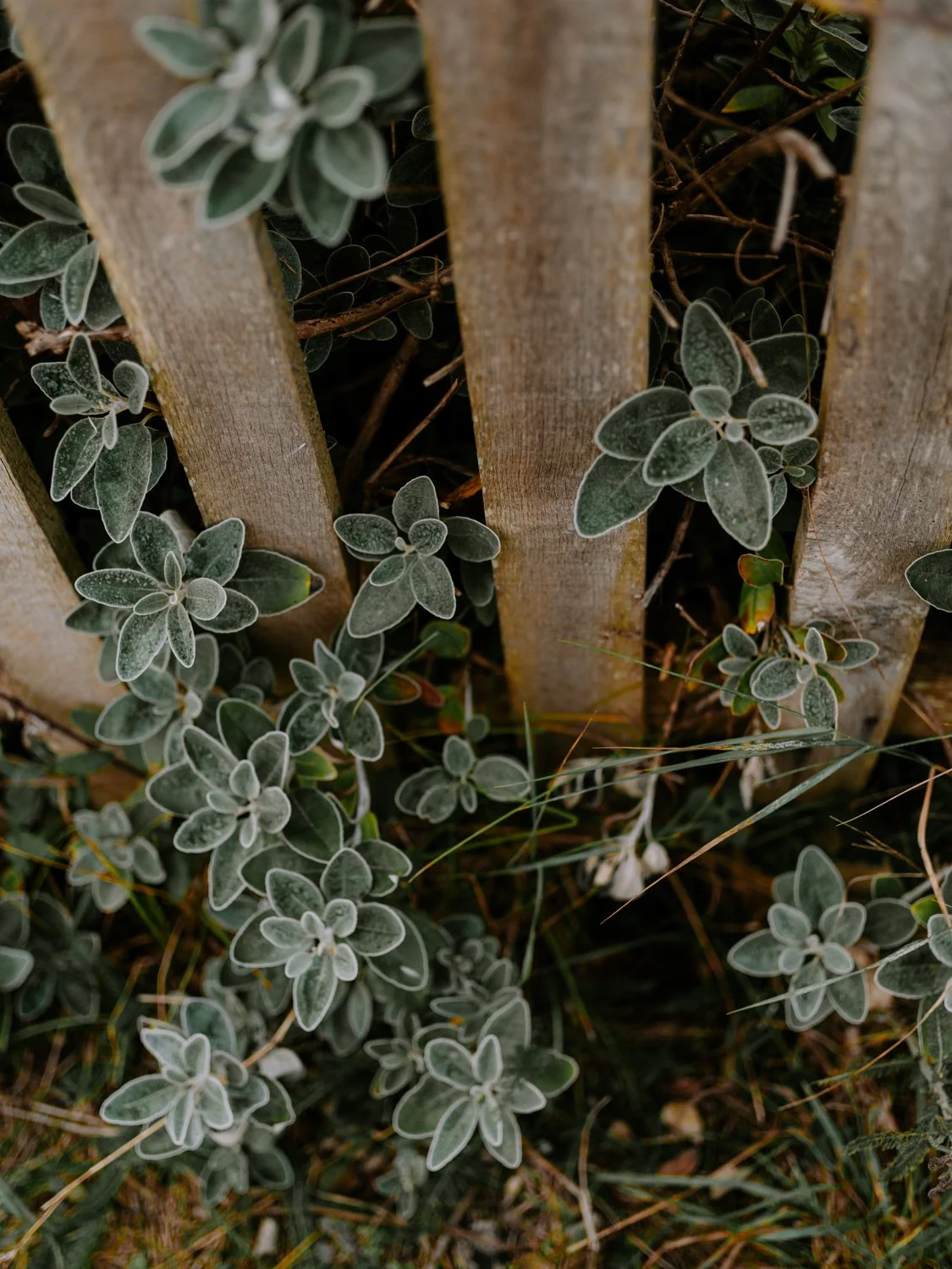 lepe with the pentax 645Z-21.jpg