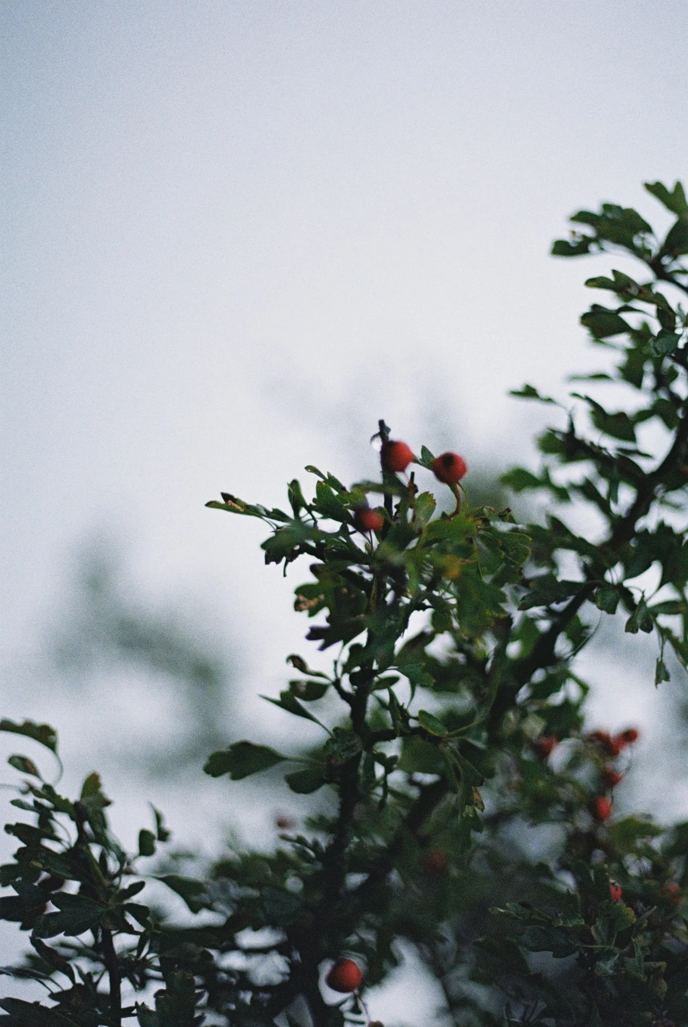 R1-03527-005A.jpg