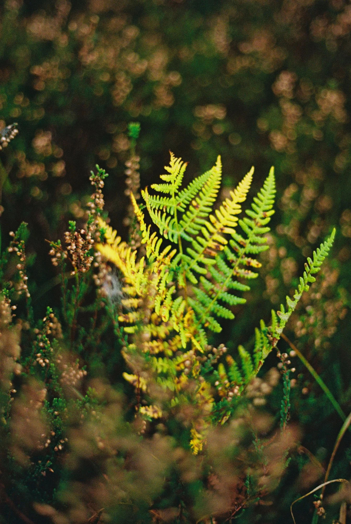 R1-03527-014A.jpg