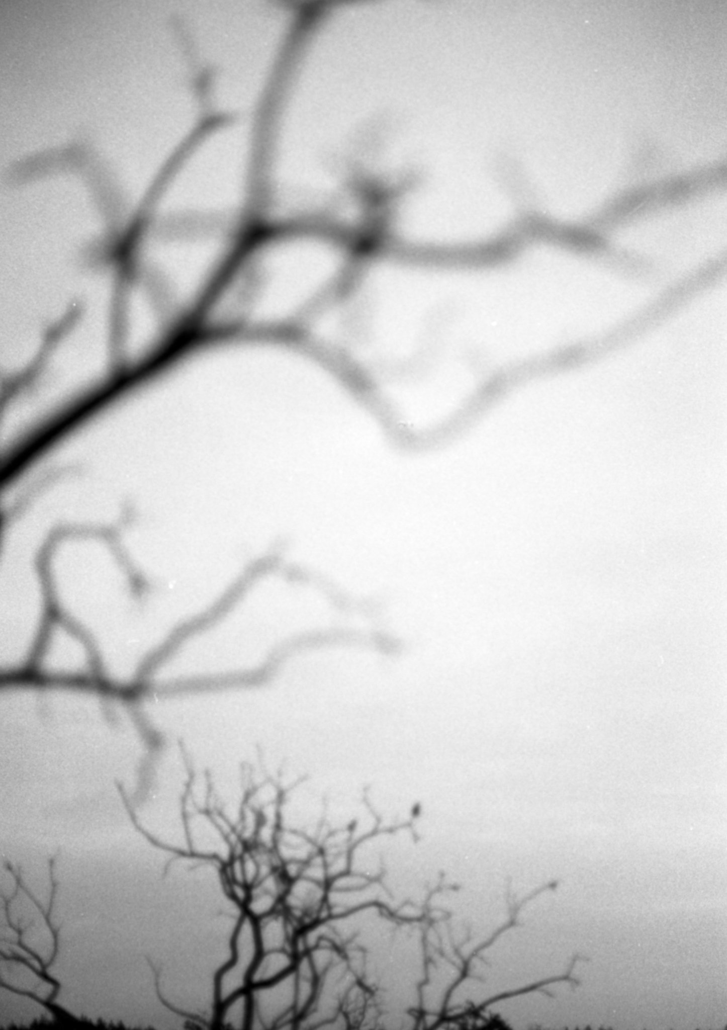 example film image shot on Rollei RPX 400