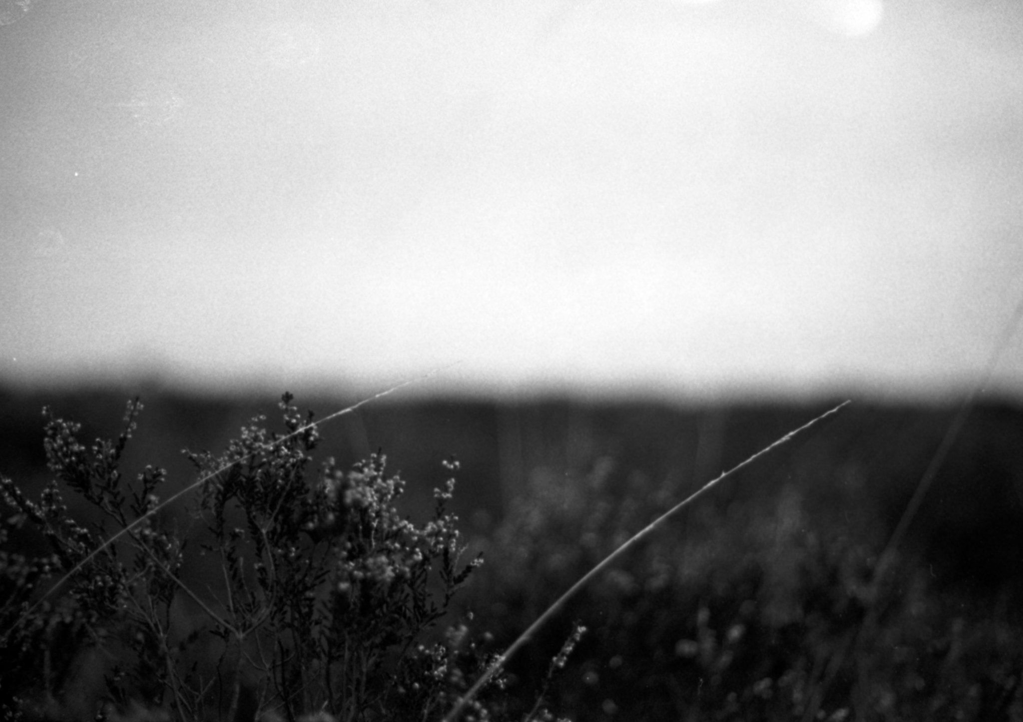 example film image shot on Rollei RPX 400