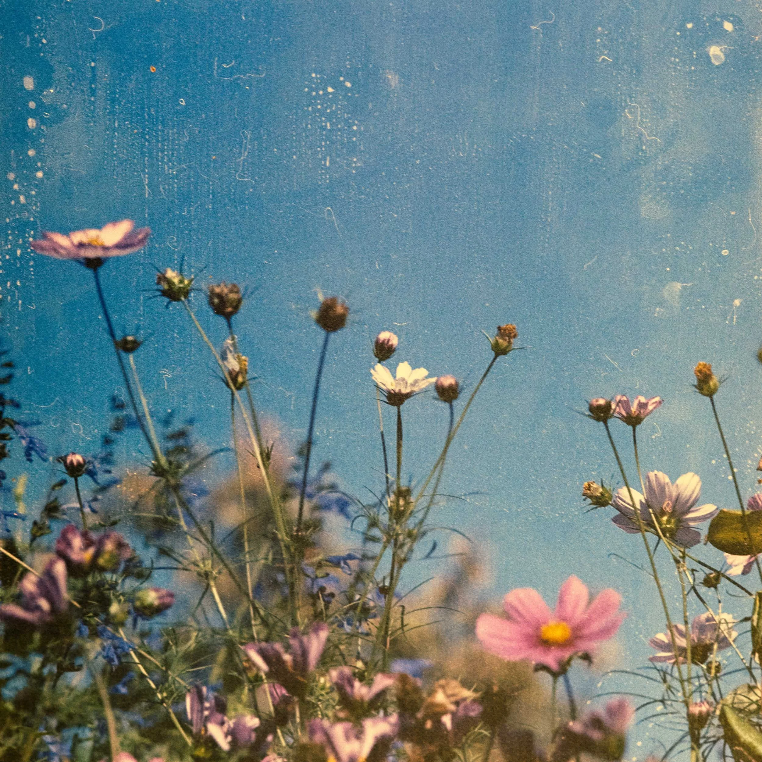 Close-up of colorful wildflowers against darkened sky with stars and the moon.