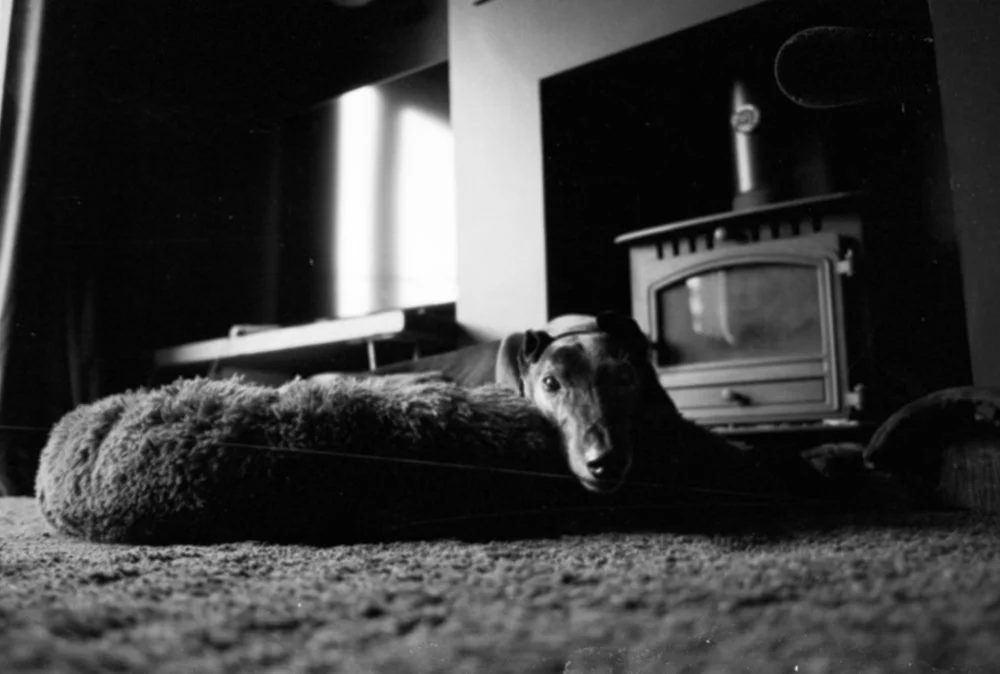 Sleepy greyhound