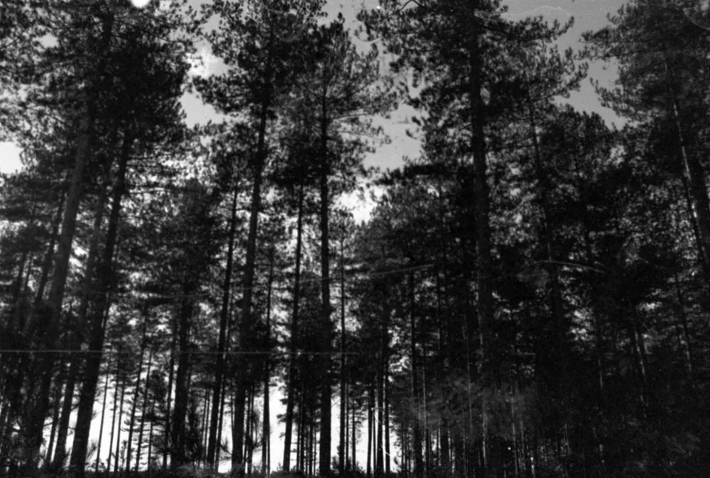 Black and white film photo of a forest
