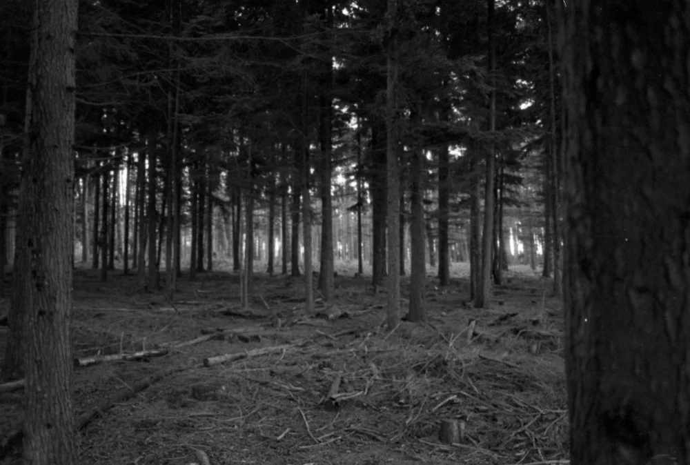 Black and white film photo of a forest