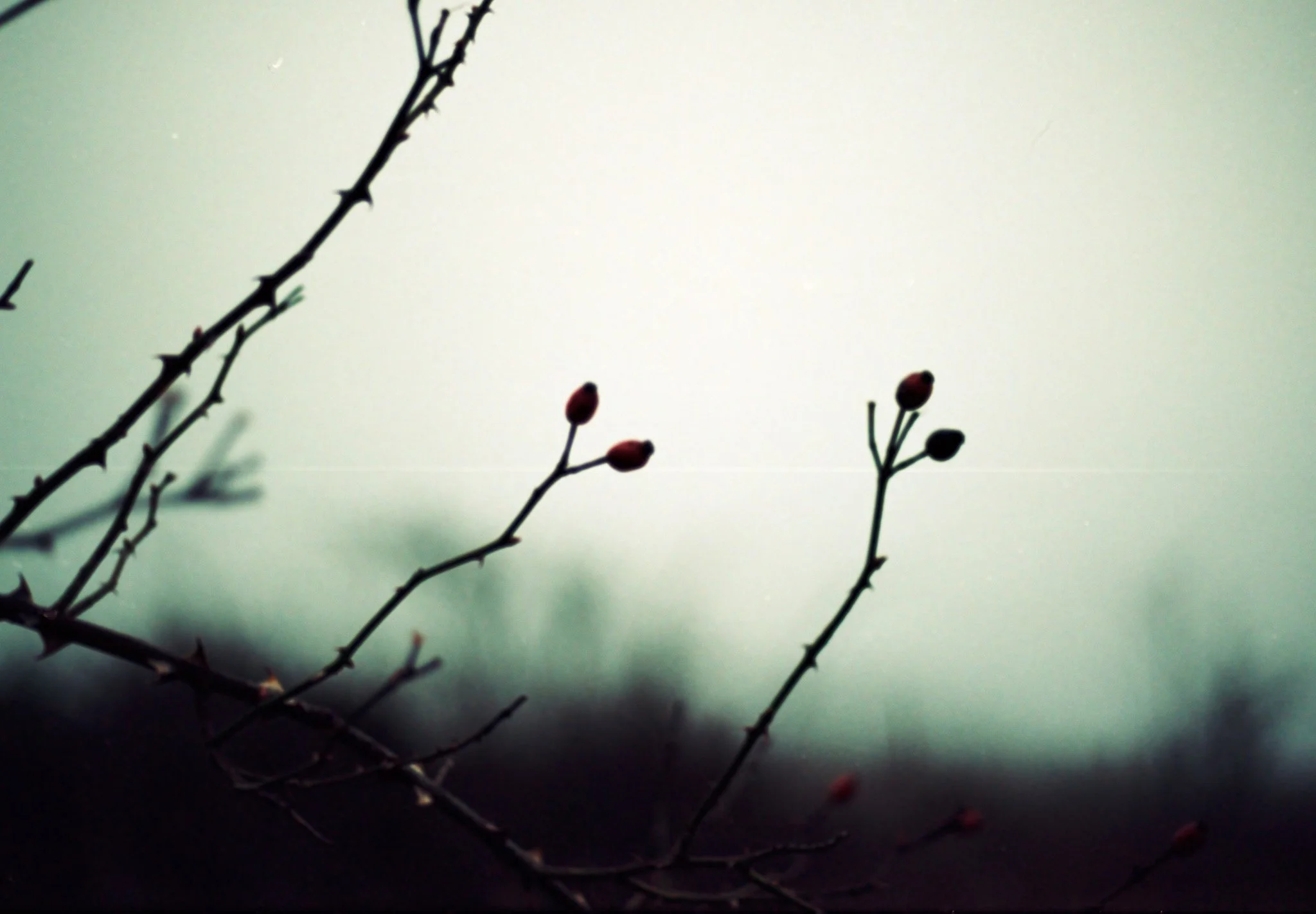 berries in the fog