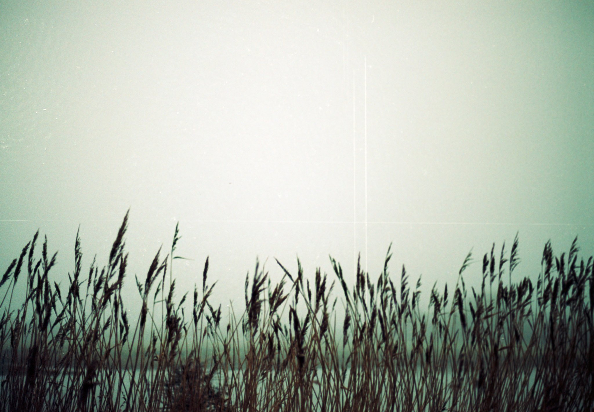 grasses in the moody fog