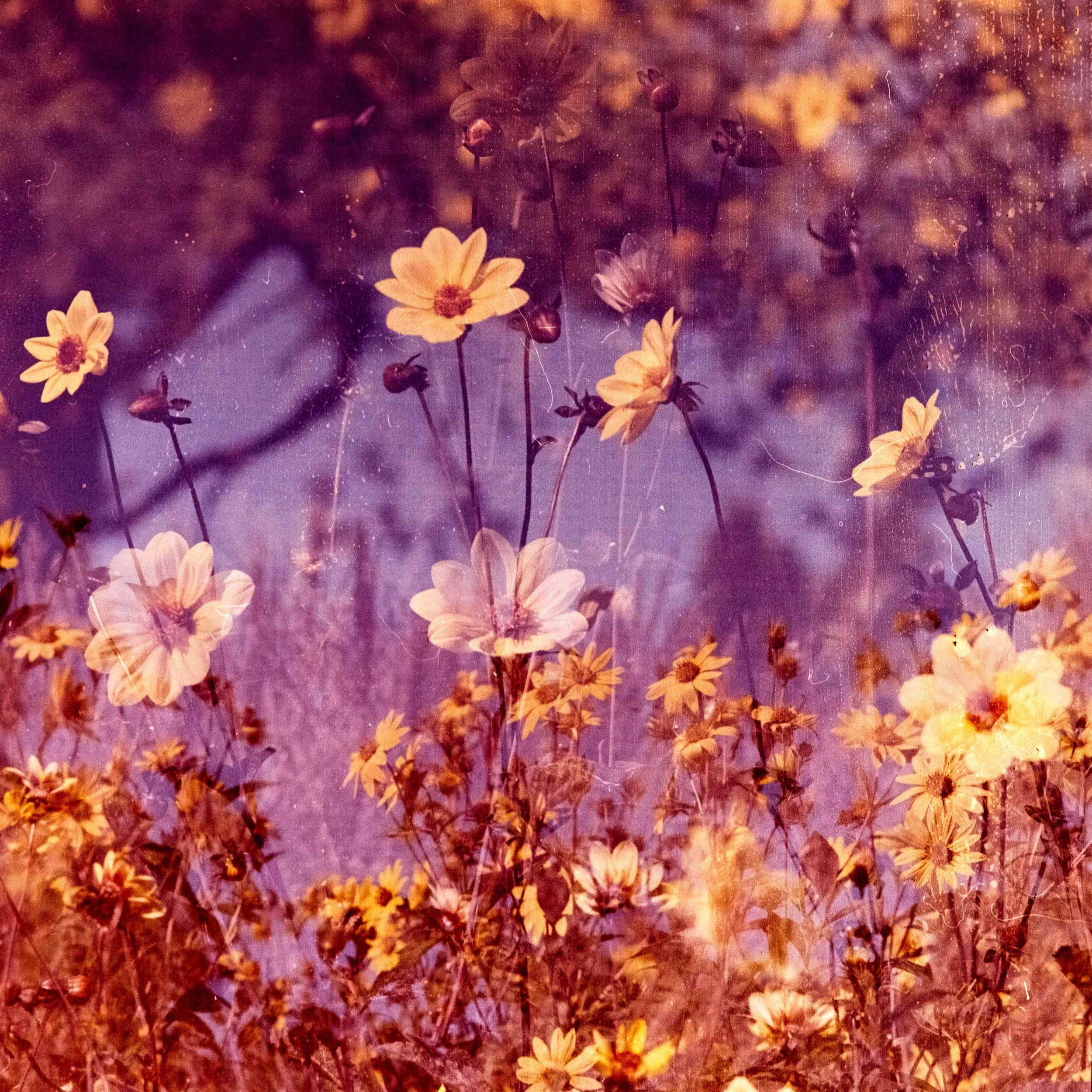 Photograph of small yellow flowers on thin, dark stems, with a background of blurred purple, orange, and yellow hues.