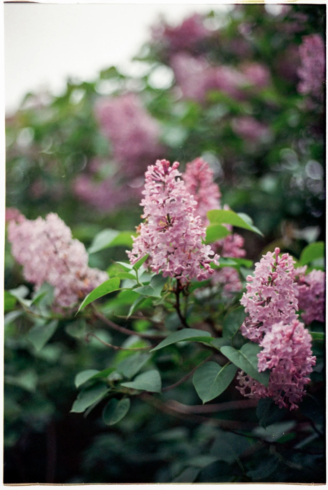 Lilac