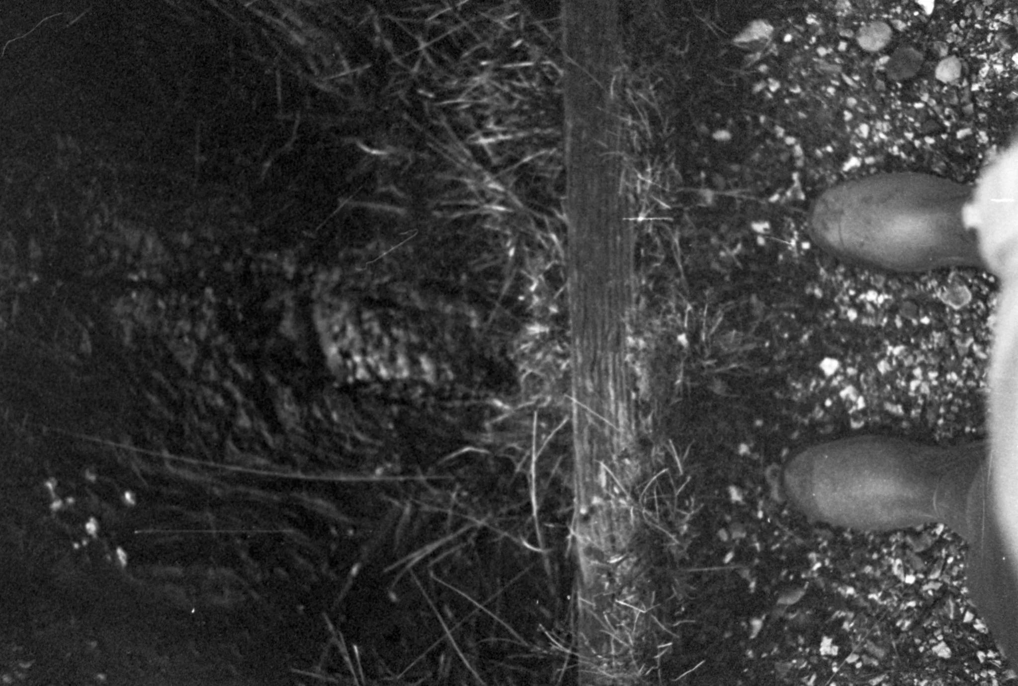 Black & white film photo shot on Rollei Retro 400S 35mm film