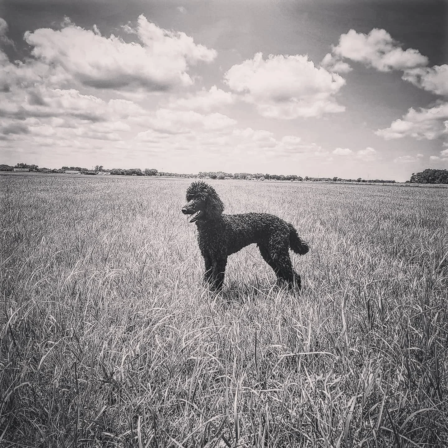 ONYX IN FEILD.jpeg