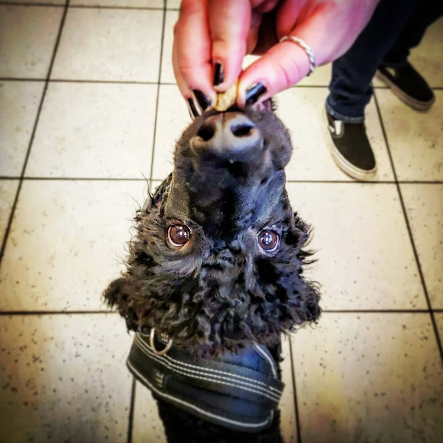 ONYX POODLE FACE.jpeg