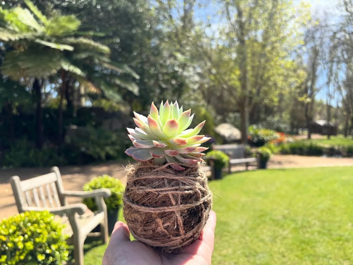 Back at @ashcombemaze for some more Kokedama making!