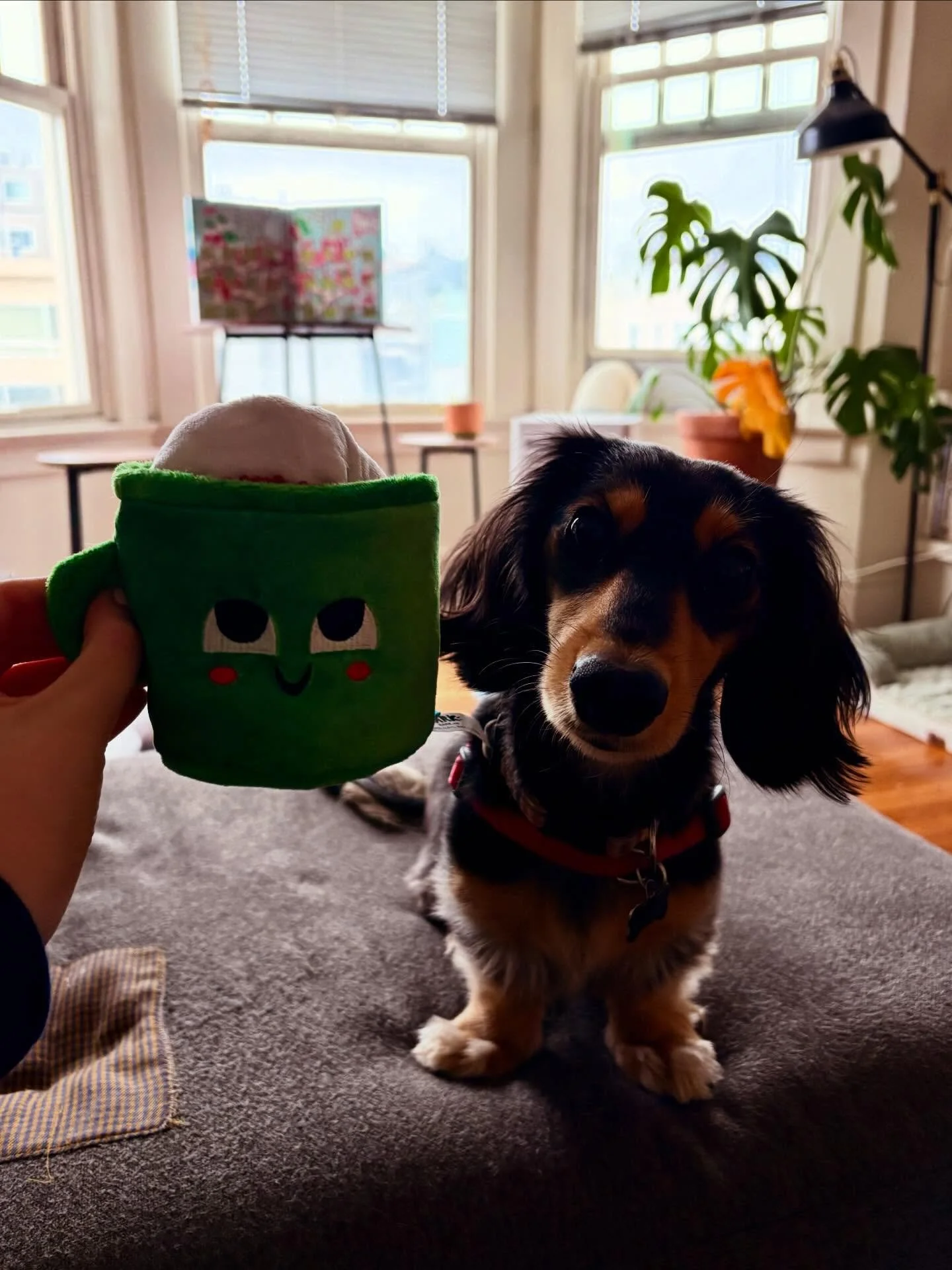 🎄🐾 the feeling when ur the first one at daycare and get first dibs on new @bark box toys>>🐾🎄