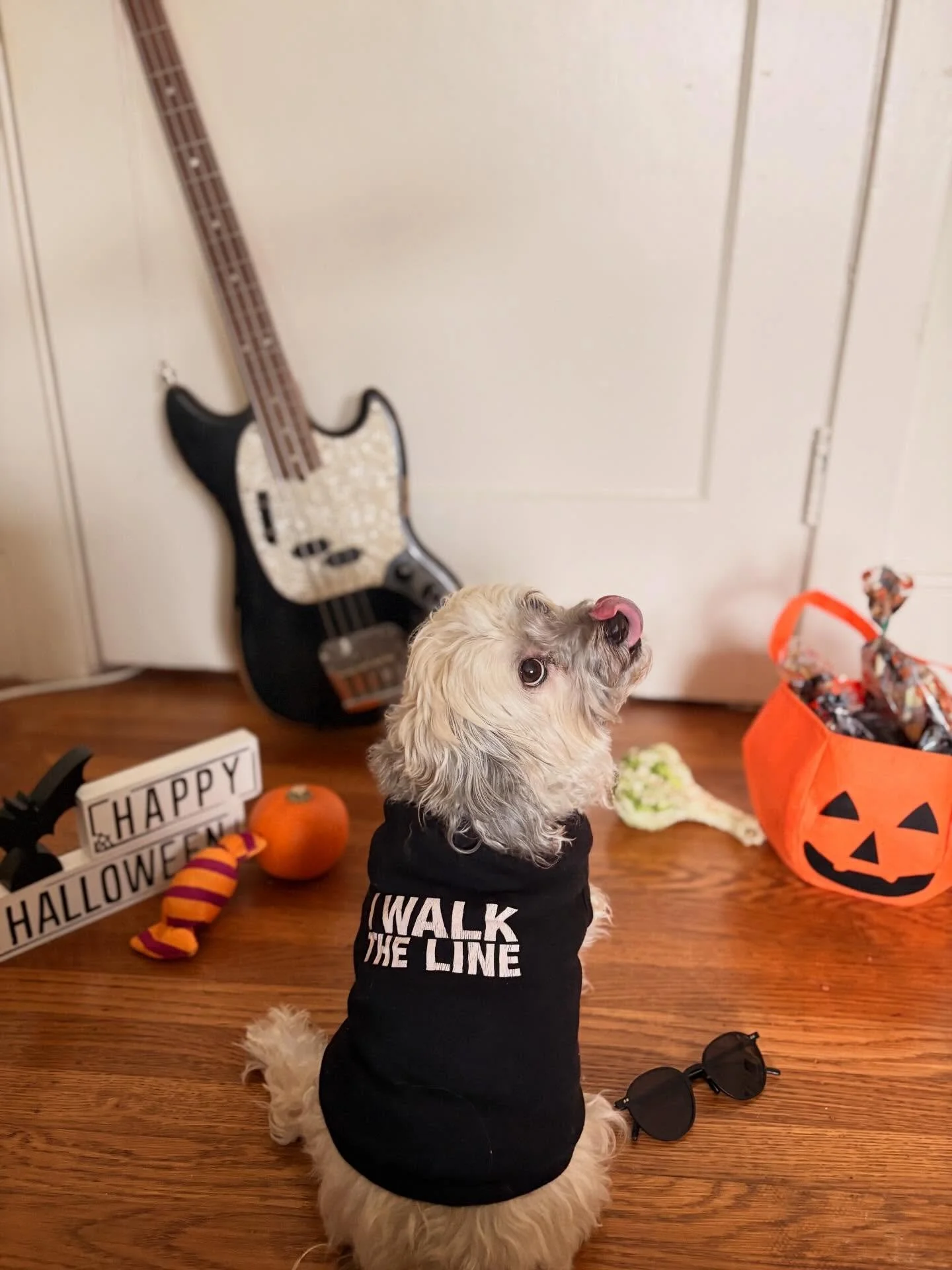 🐾🎃&rdquo;Hello, I&rsquo;m Javi Cash&rdquo; 🤣 Happy Halloween from all my spooky daycare friends today! 🐾🎃