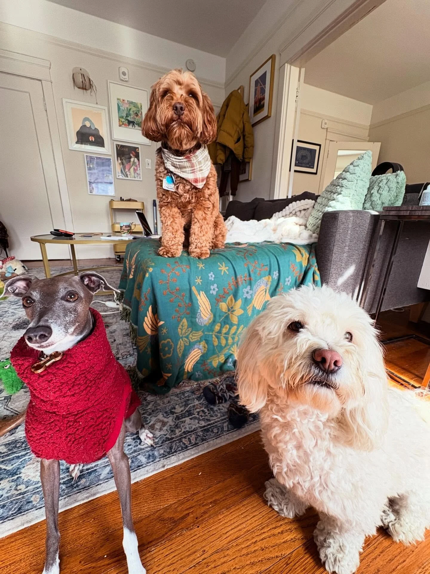 🐾 welcome to the squad Ophelia! You may be a little delicate lady, but you sure know how to play!! 💕🐾