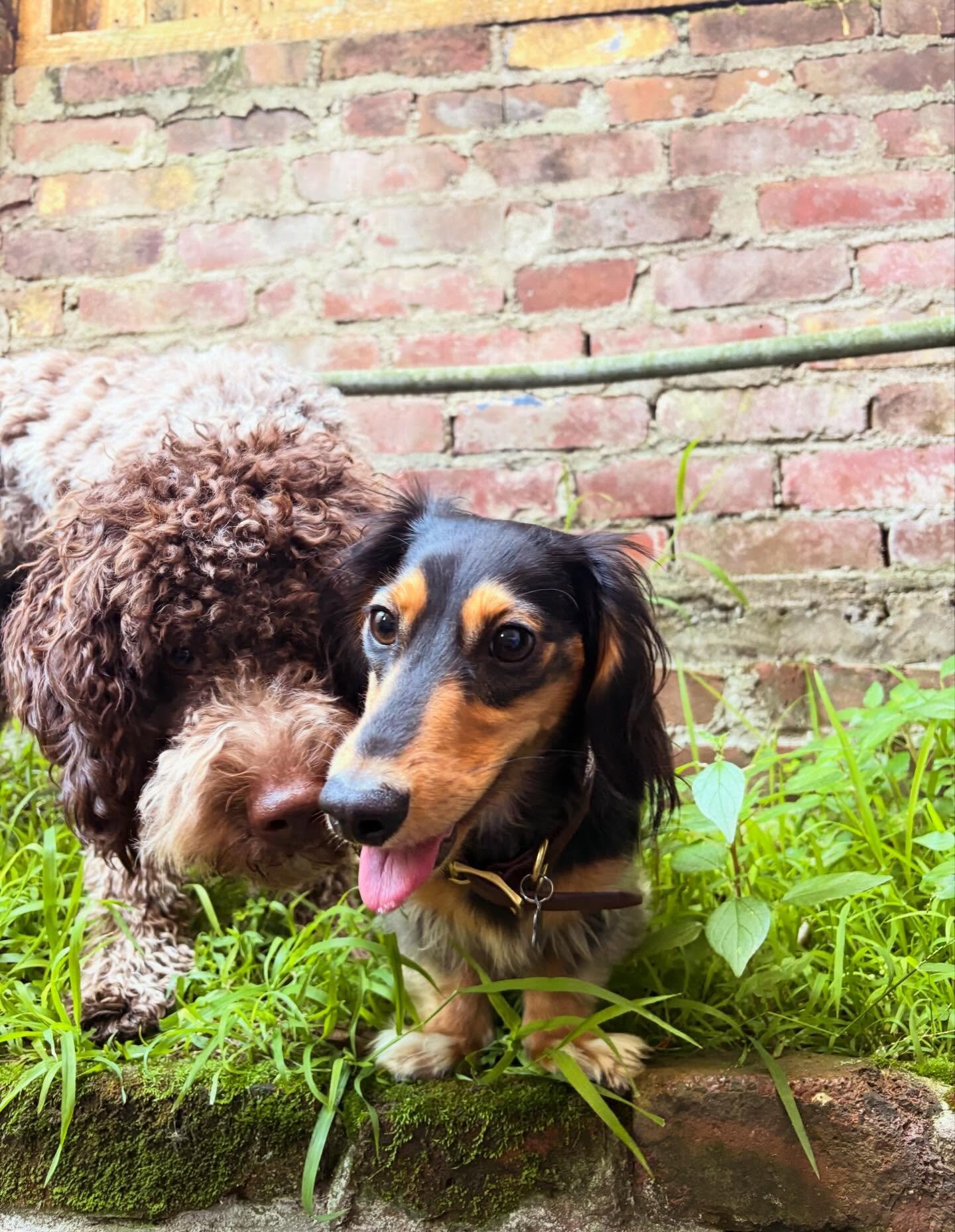 🐾🚨 couple of announcements for the week! -

First thank you guys so much for your patience last week with me being out sick! Closing daycare is never an easy choice as I know how much your pup counts on coming and playing here! This week is roughly