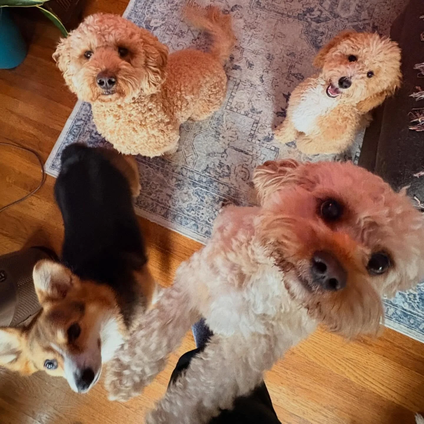 🐾 Welcome to Foggy Paws Odie! Crazy to think some of these pups were his age when they started Foggy Paws two years ago 🥹😭🐾